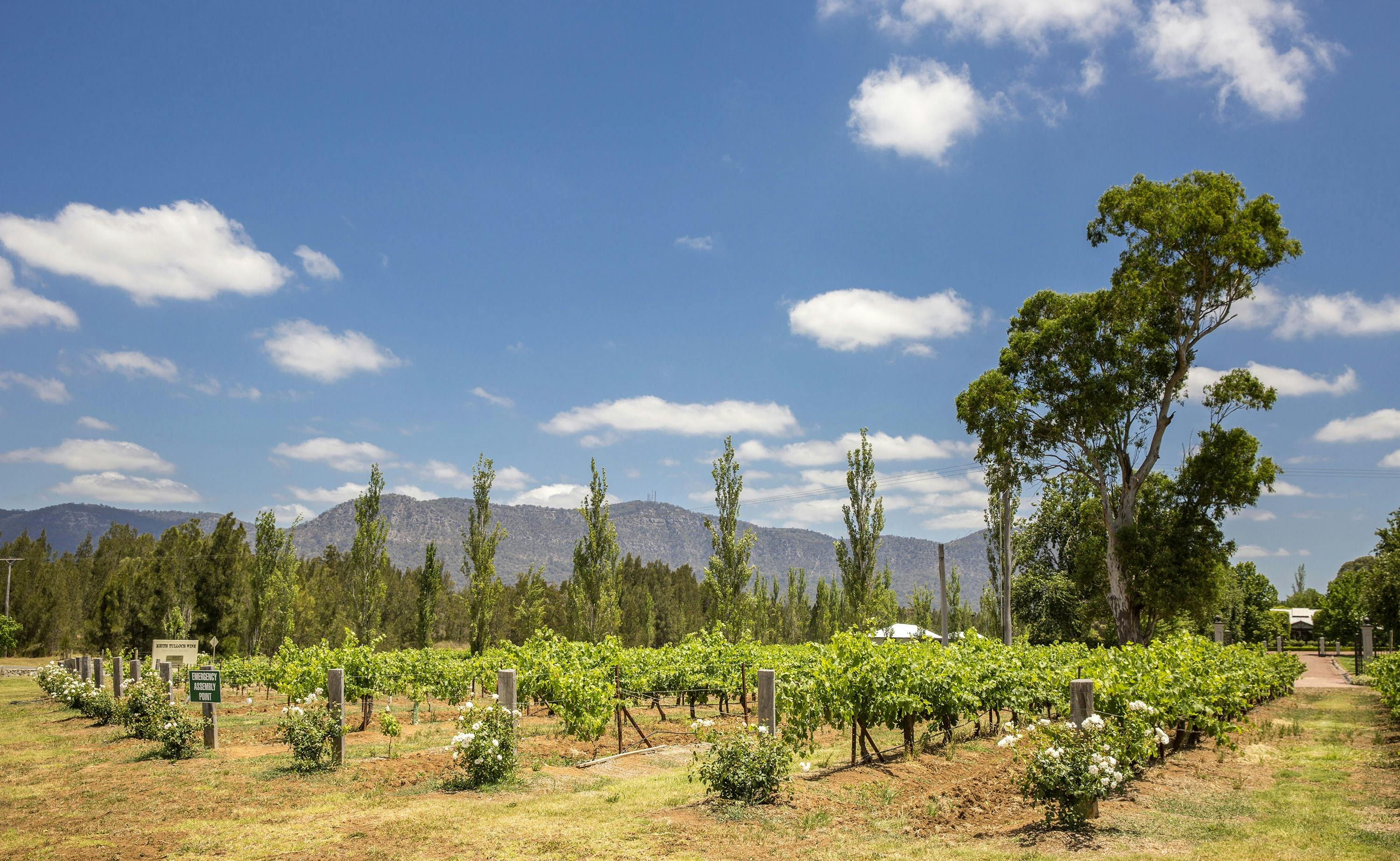 Scenic view of Keith Tulloch Wines, Pokolbin, Hunter Valley