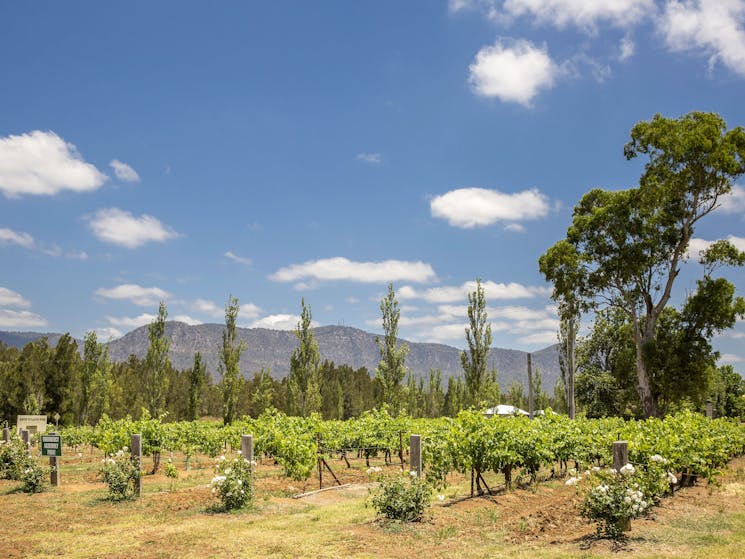 Scenic view of Keith Tulloch Wines, Pokolbin, Hunter Valley