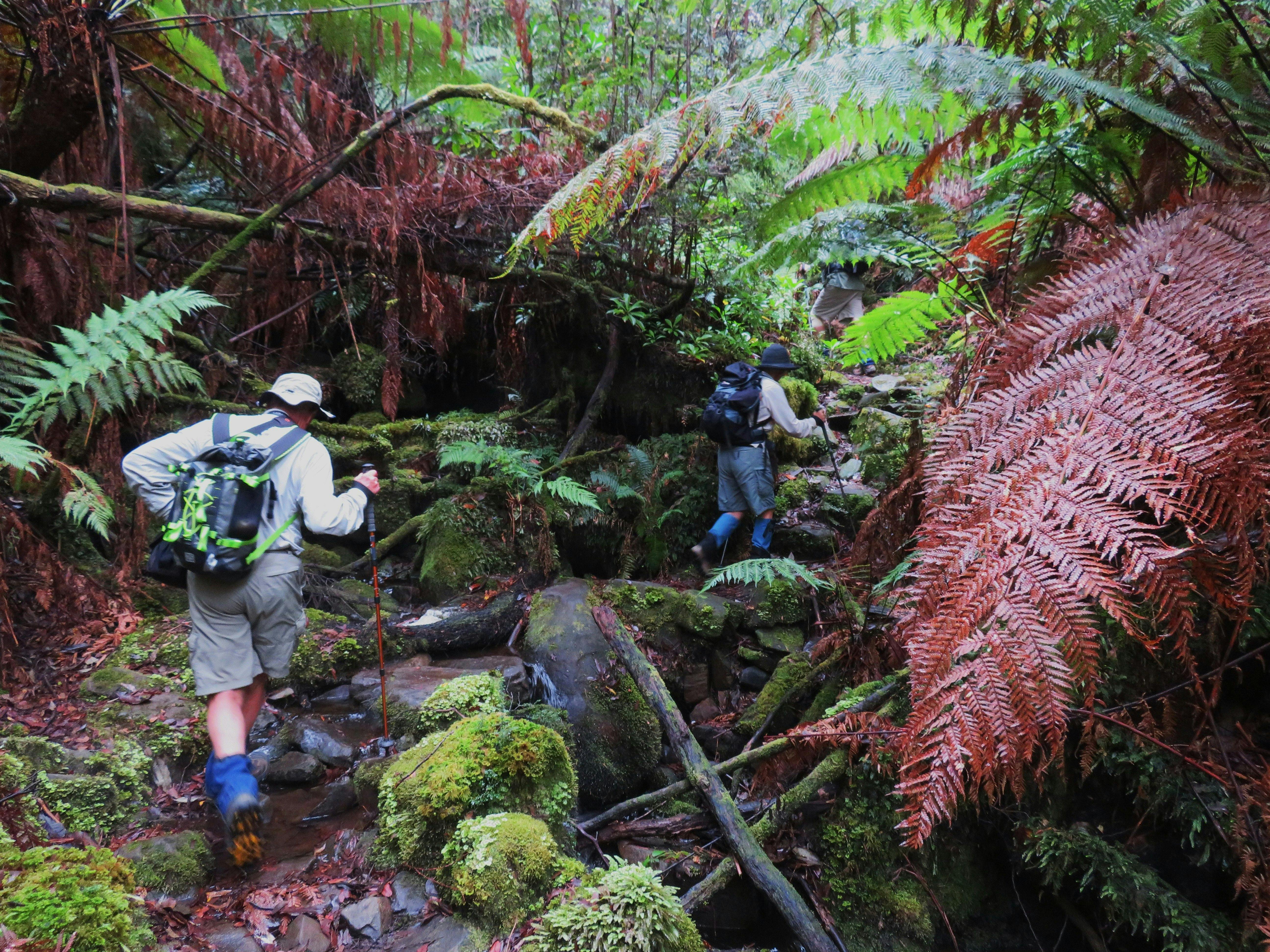 Prestine rainforst on day 2 WaterFall Bay to Fortesque Bay