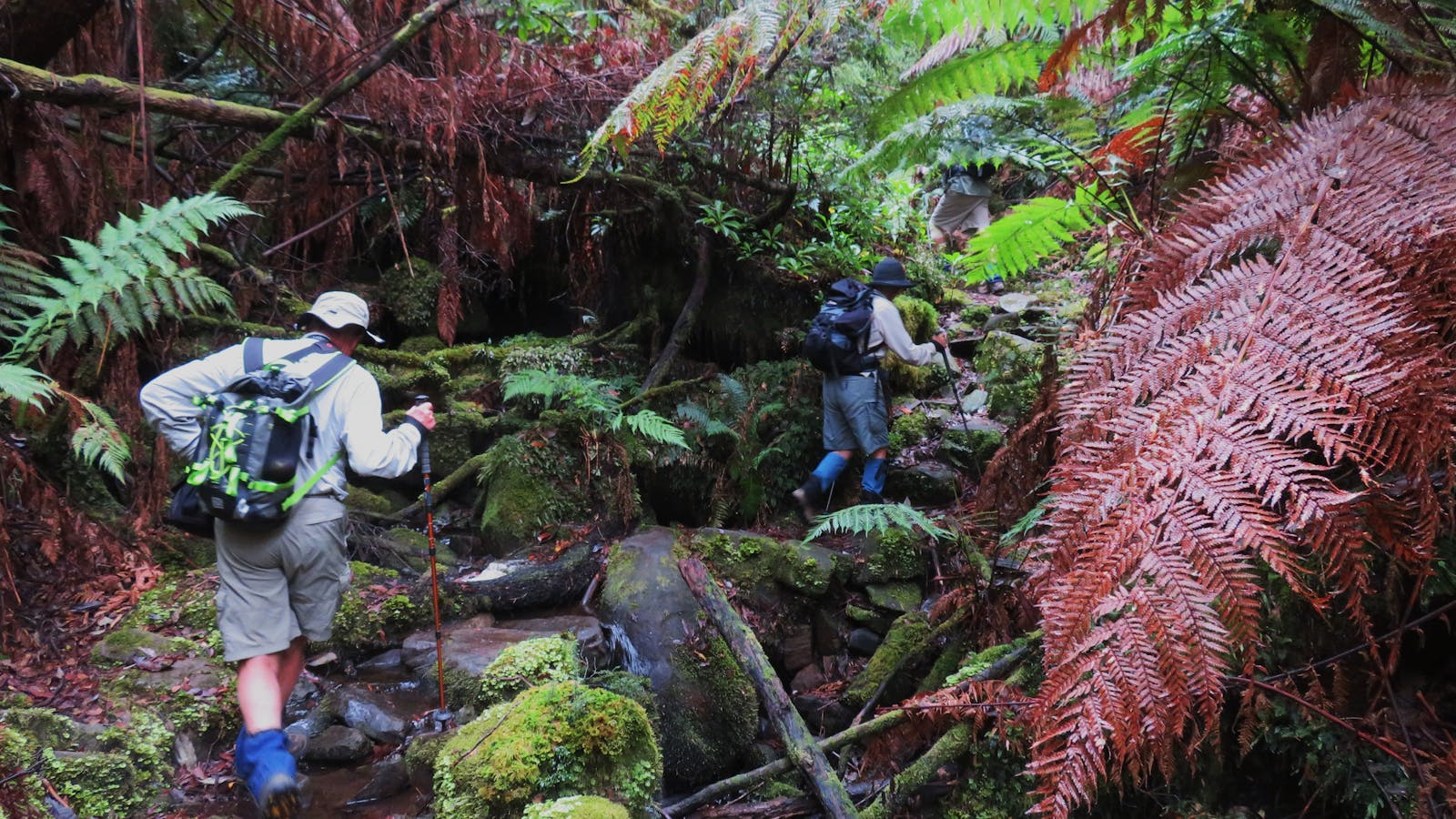 Prestine rainforst on day 2 WaterFall Bay to Fortesque Bay