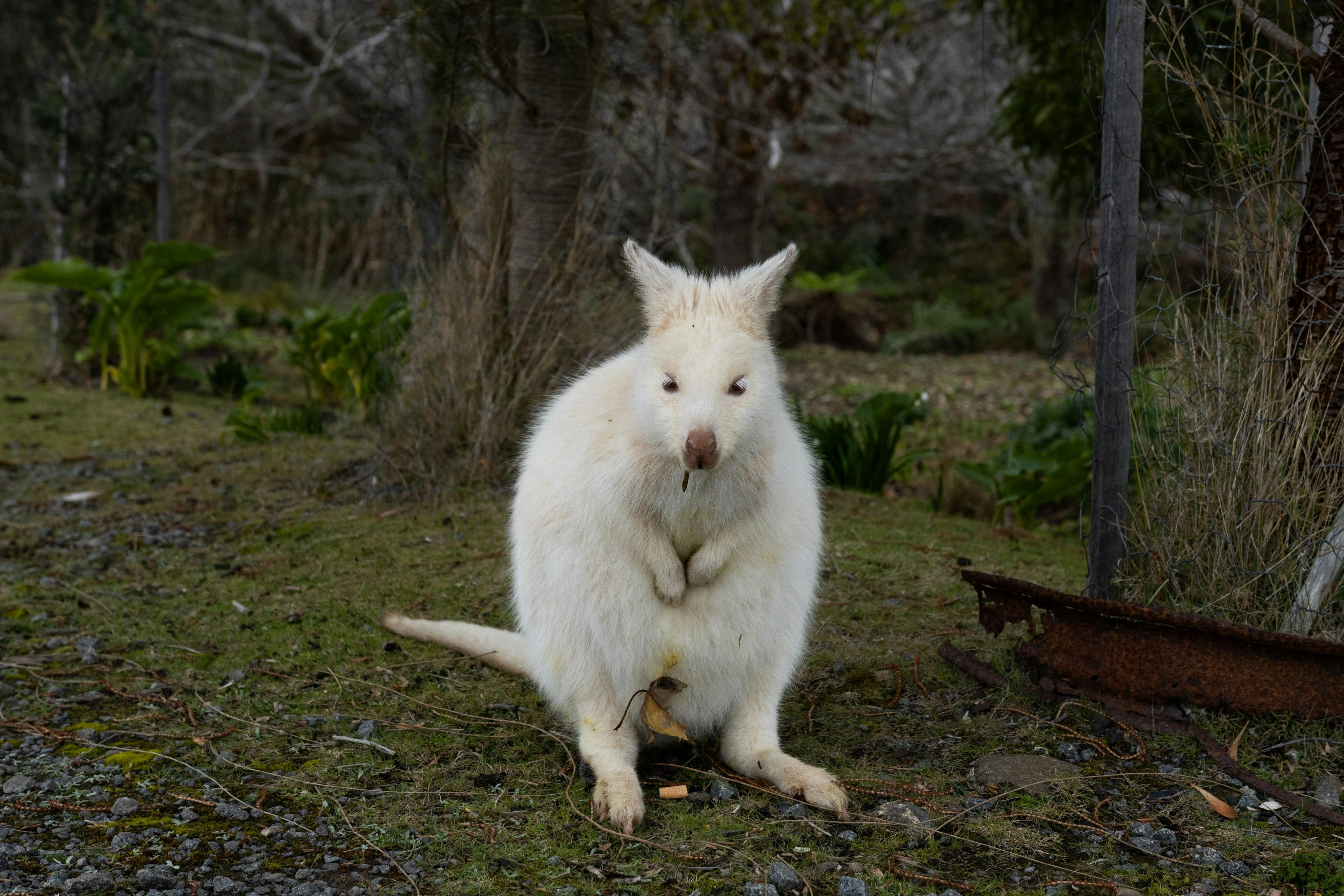 White wallaby - Bruny island