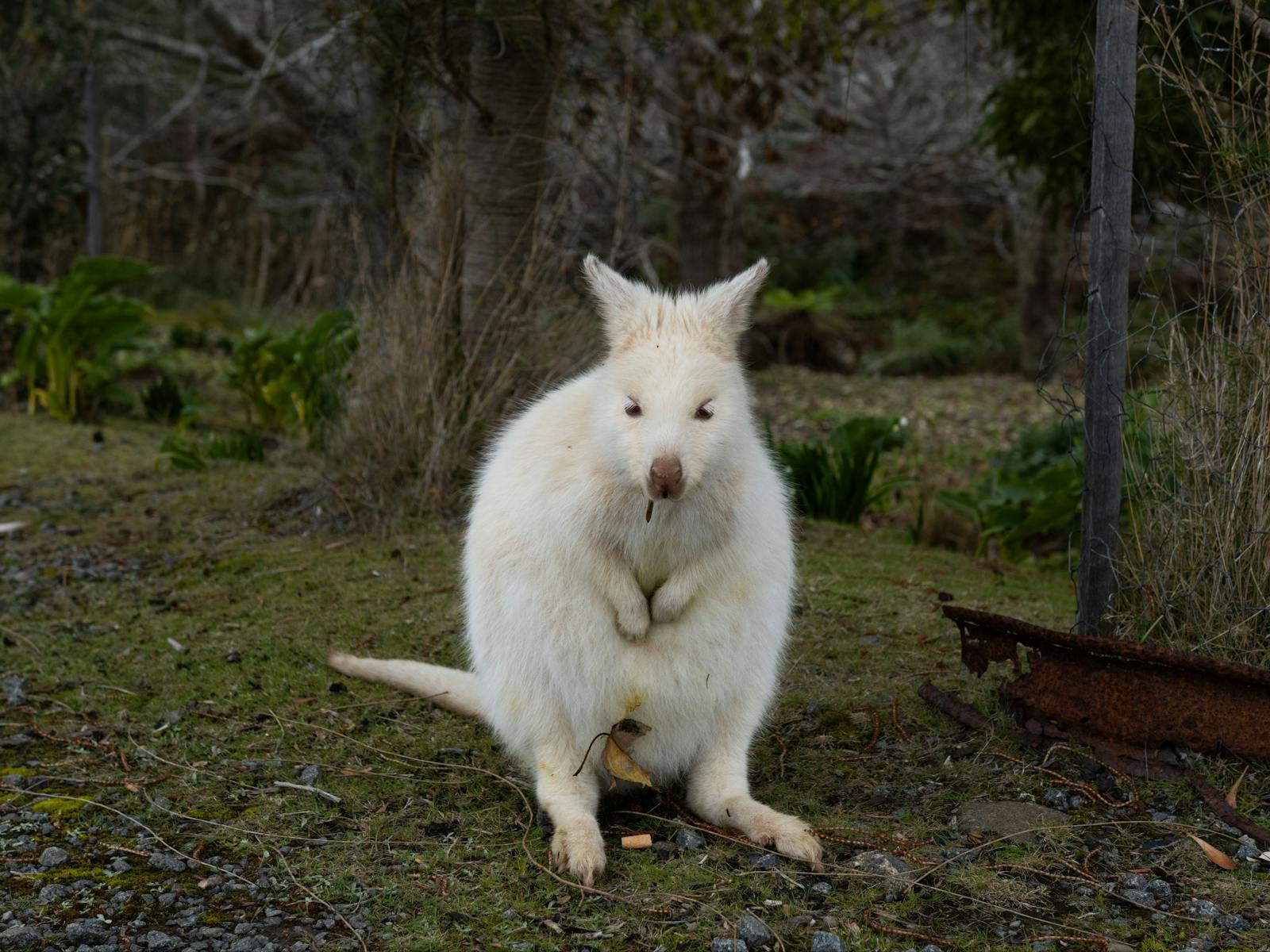 White wallaby - Bruny island