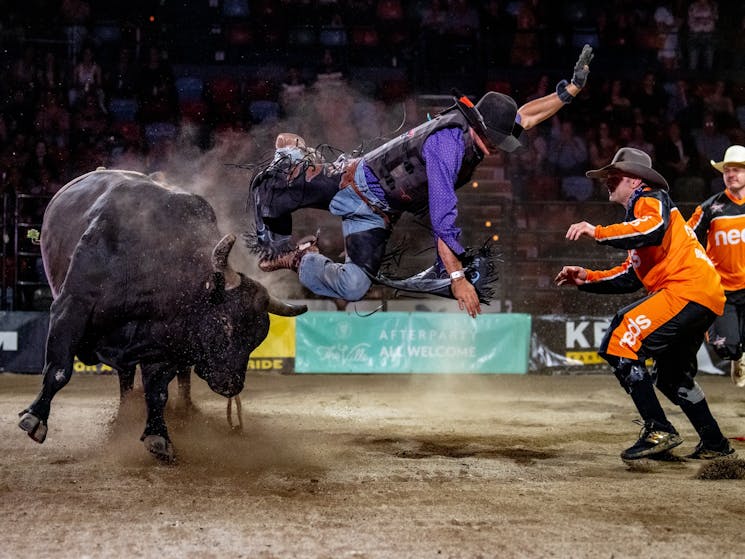 bull rider flying through the air