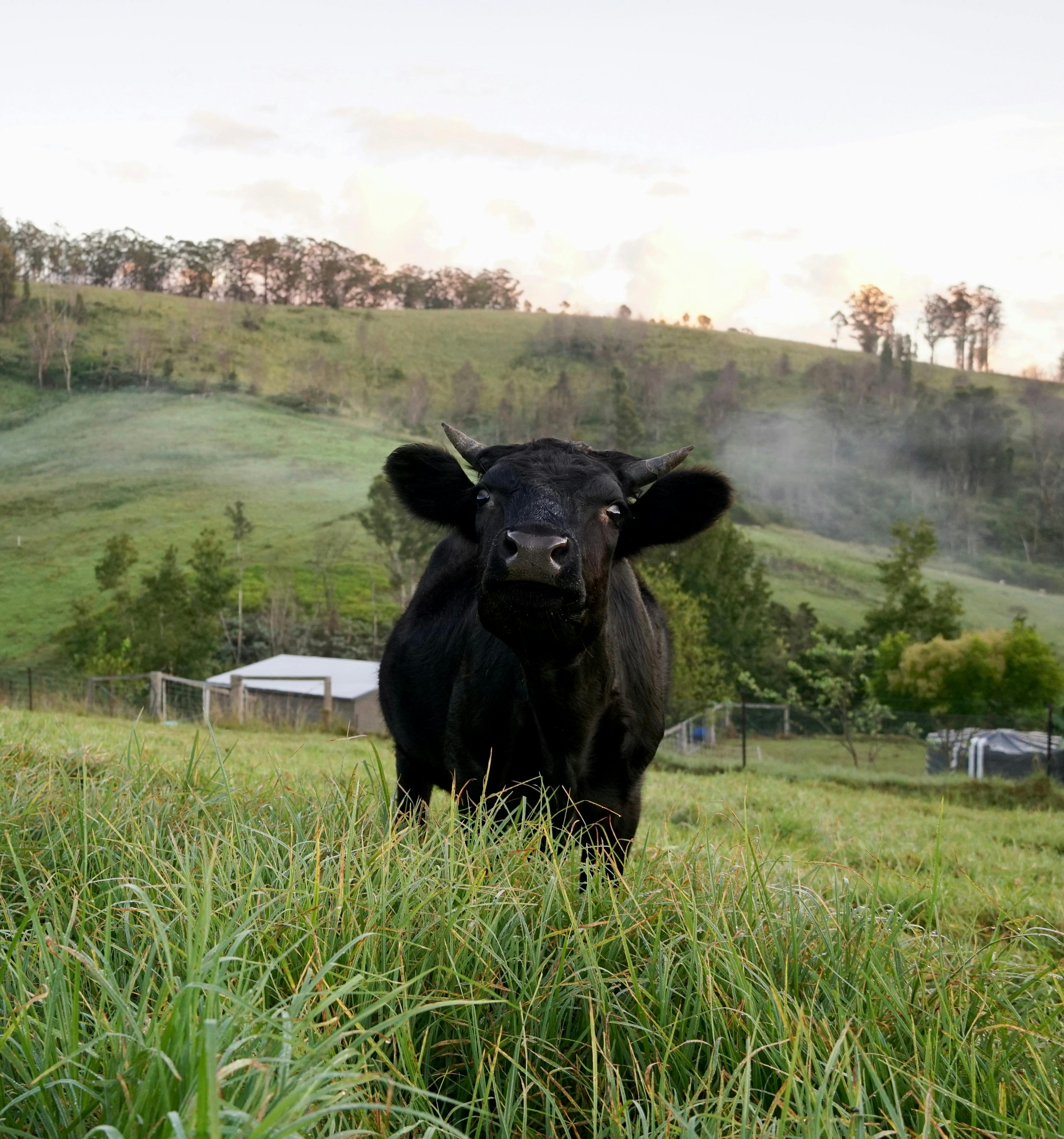 Nature's Echo Farm - Farm Tour with Animals