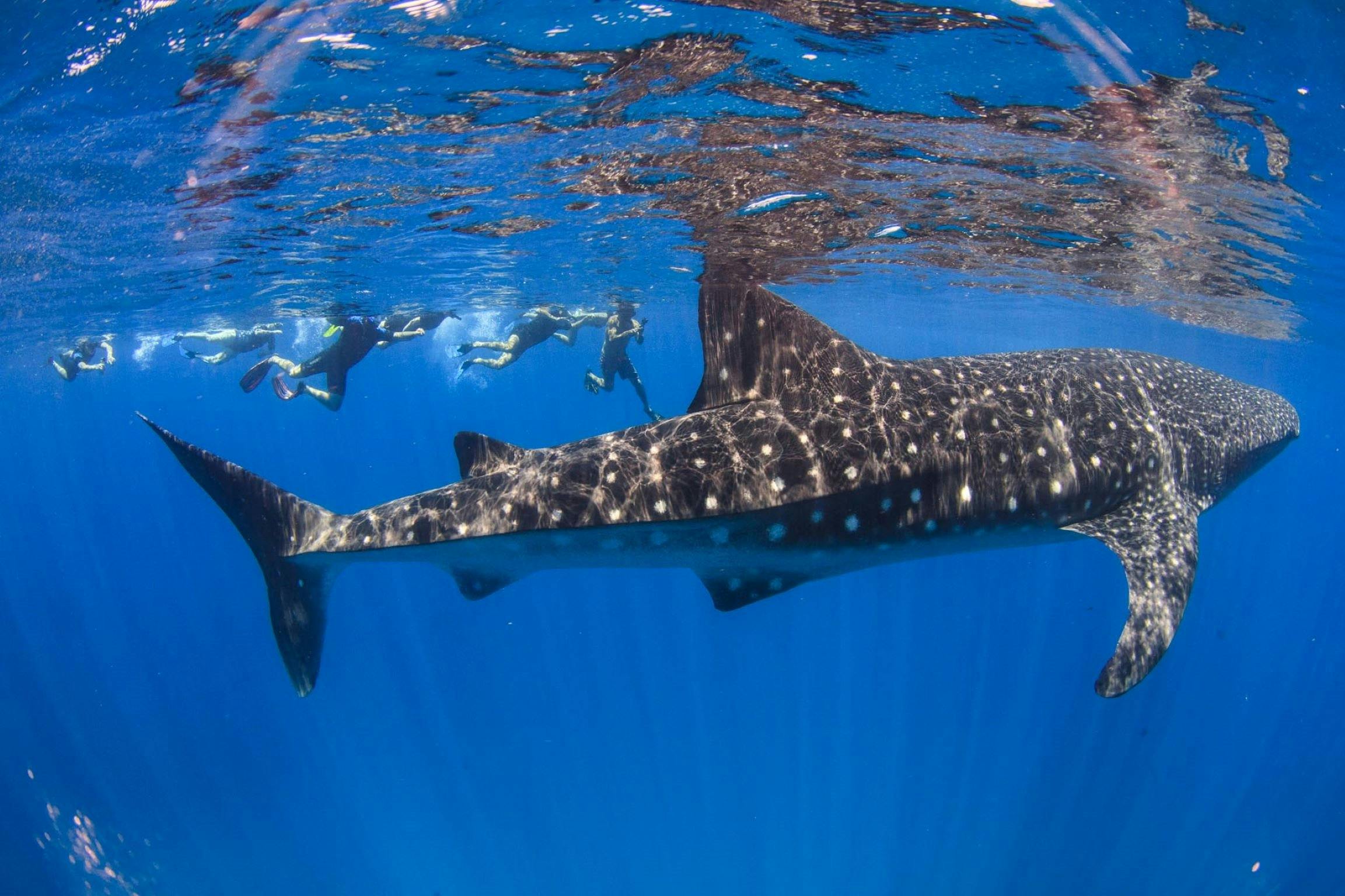 Ningaloo Blue Dive, Exmouth, Western Australia