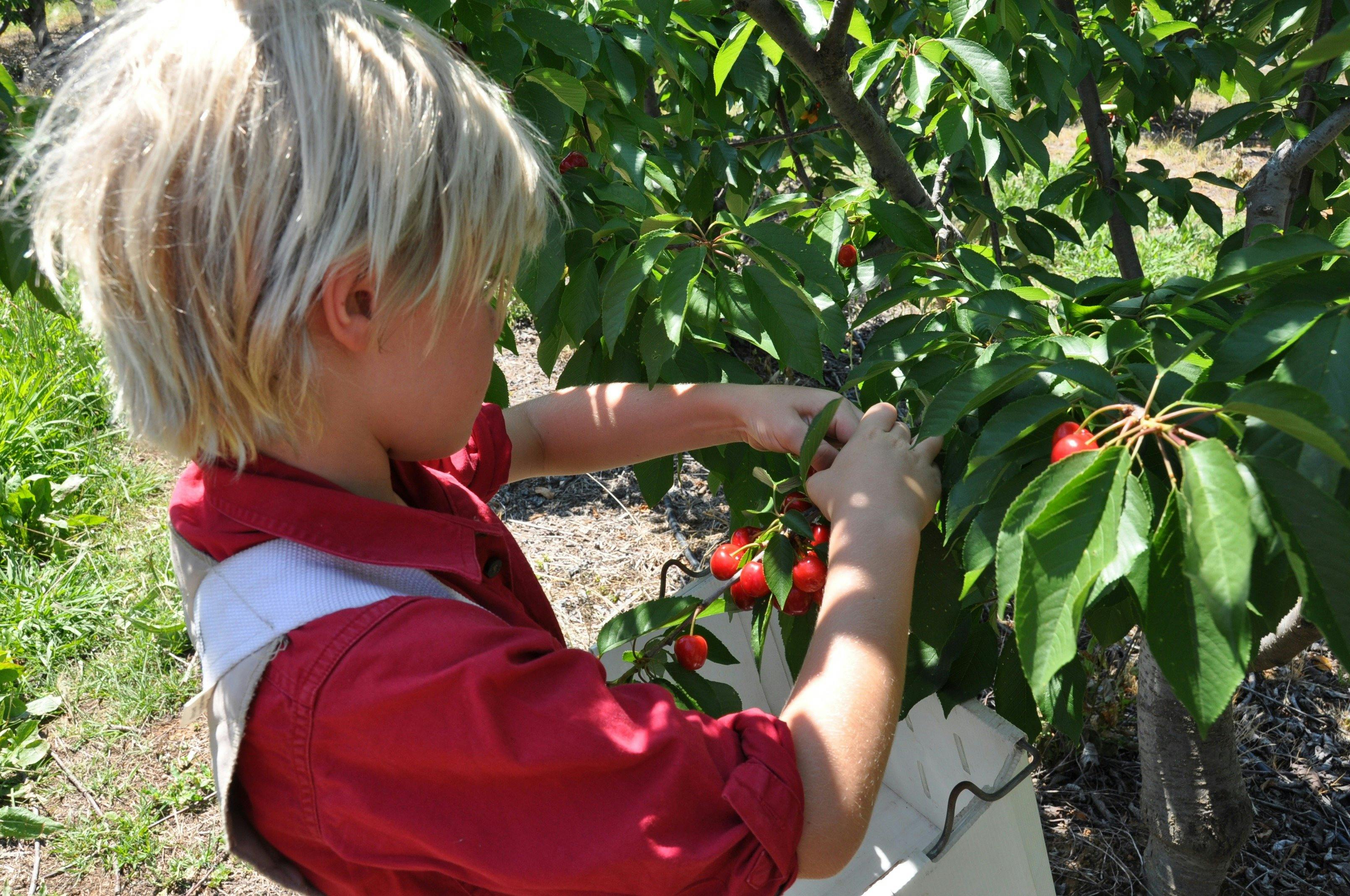 子供のための簡単なチェリーピッキング