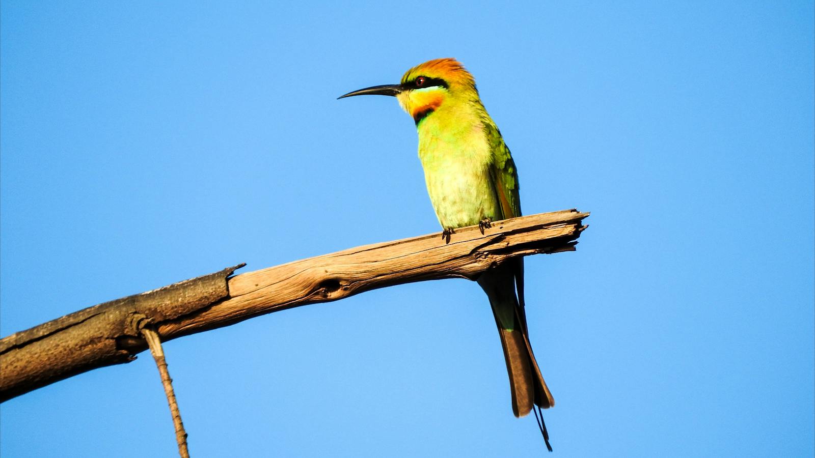 Rainbow Bee-eater