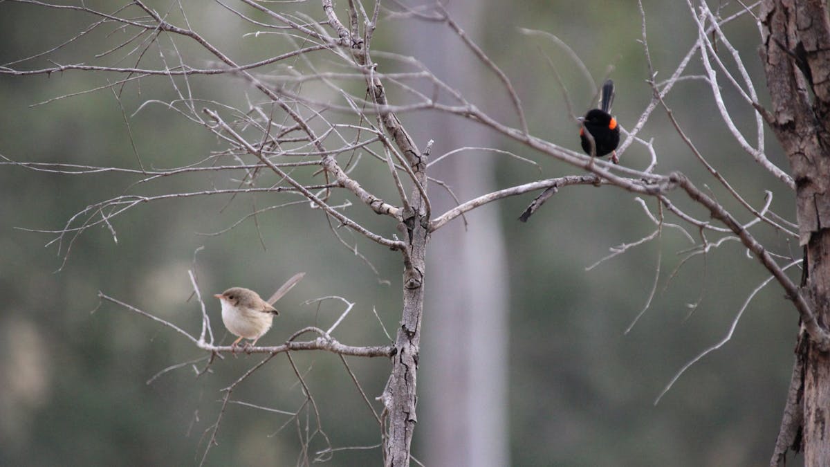 Birds (wrens) on the tree branches