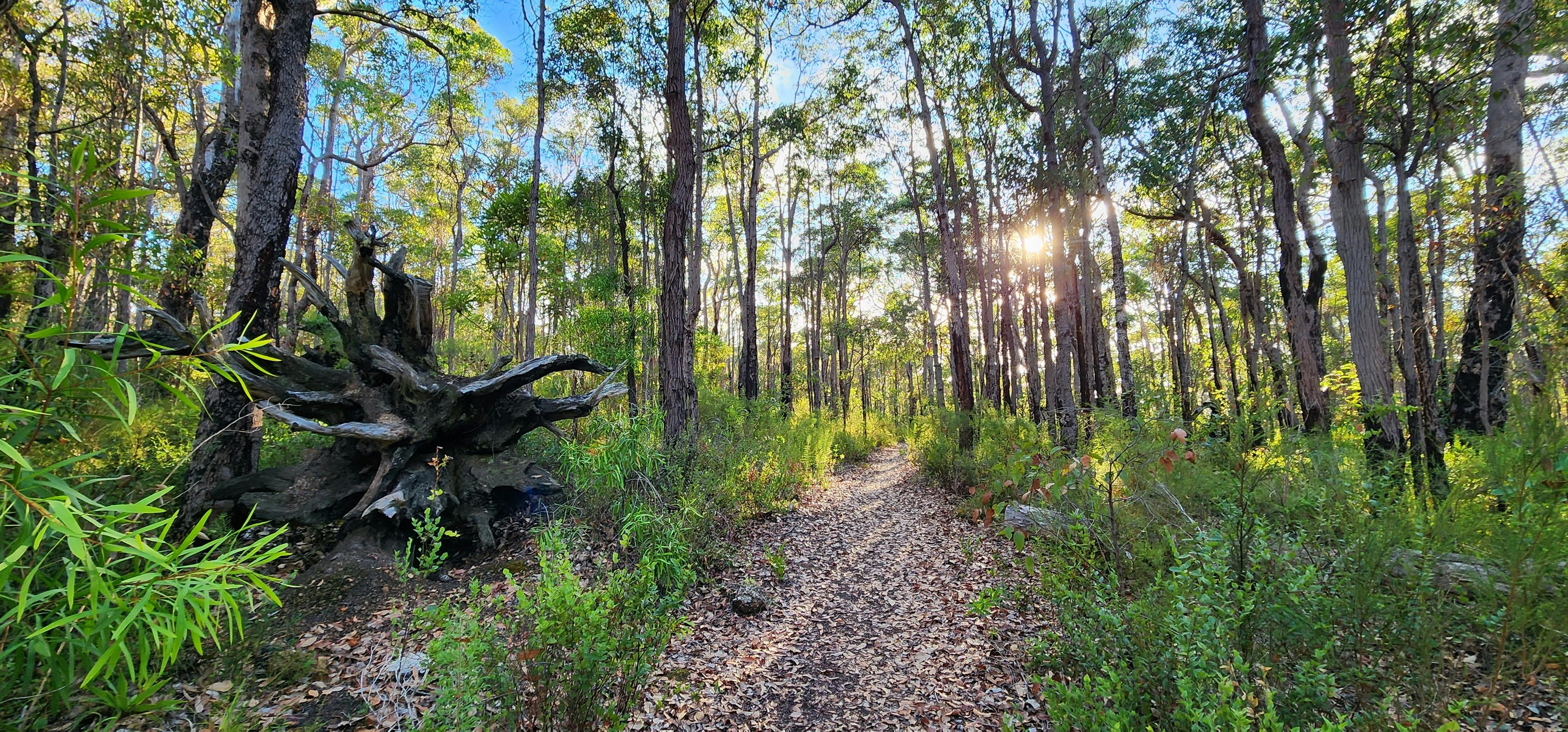 Sun rays shining through tall thin trees in the forest with path covered in dry leaves in the centre