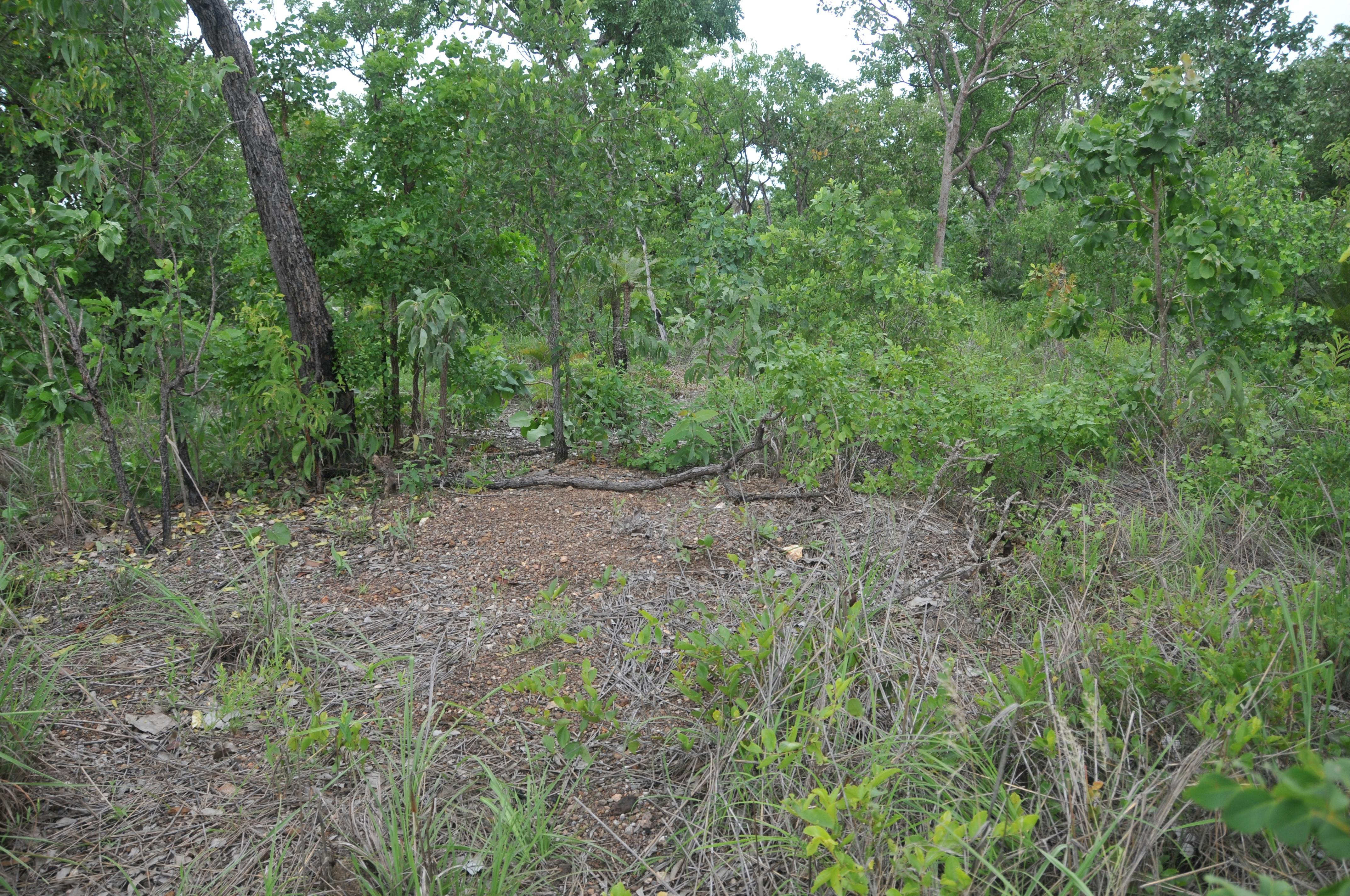 Assumed cemetery location in bushland.