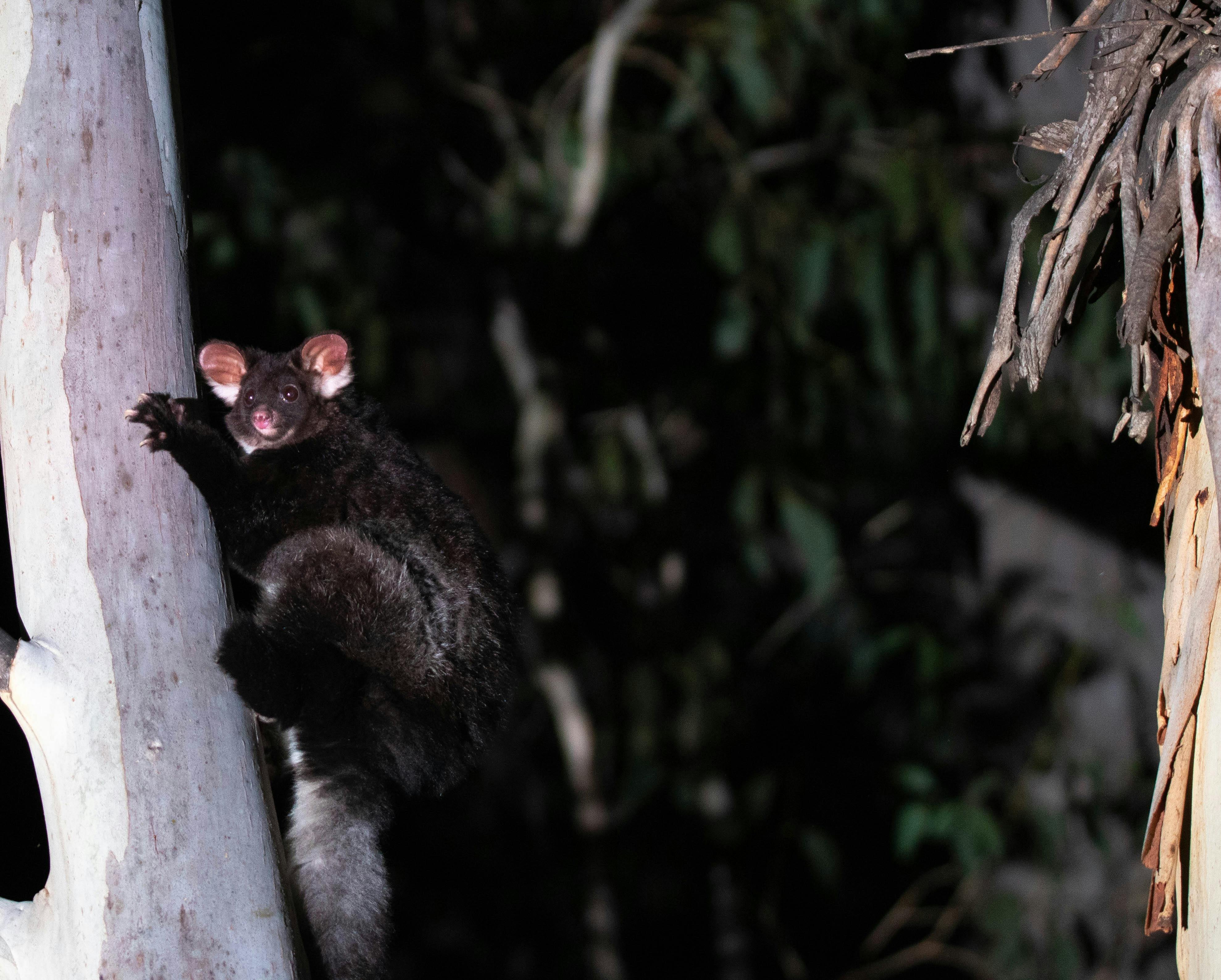 Southern Greater Glider