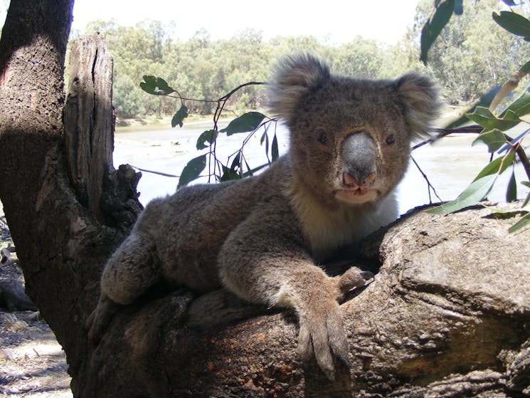 An adult koala lying on a branch staring into the camera