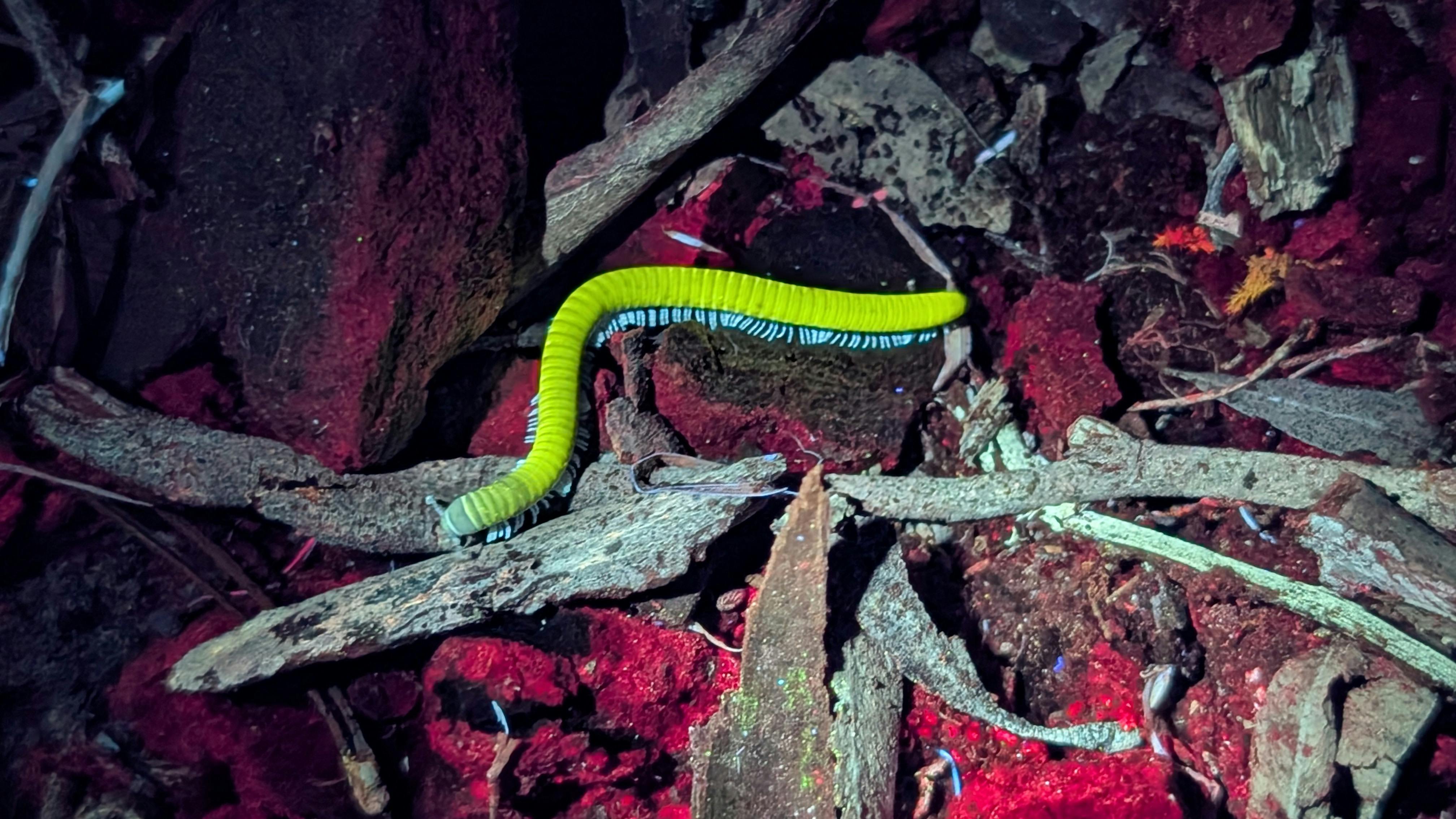 Native millipede glowing yellow with little blue legs