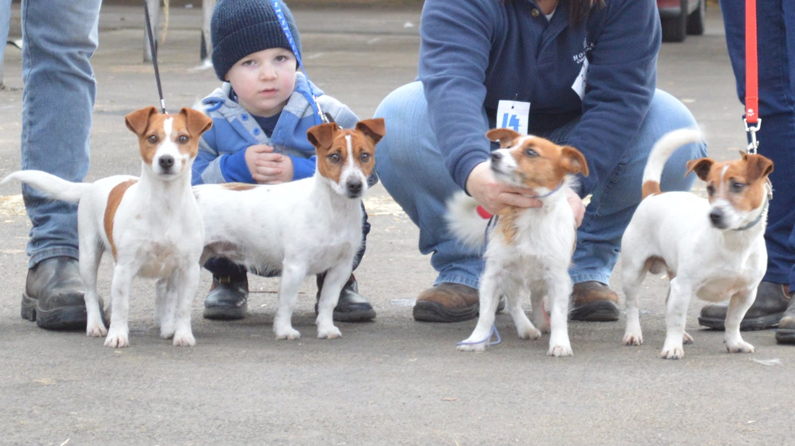 Image for National Jack Russell Terrier and Hunting Dog Show