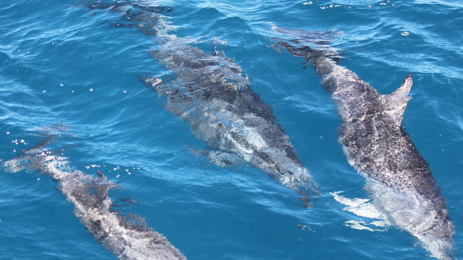 dolphin pod