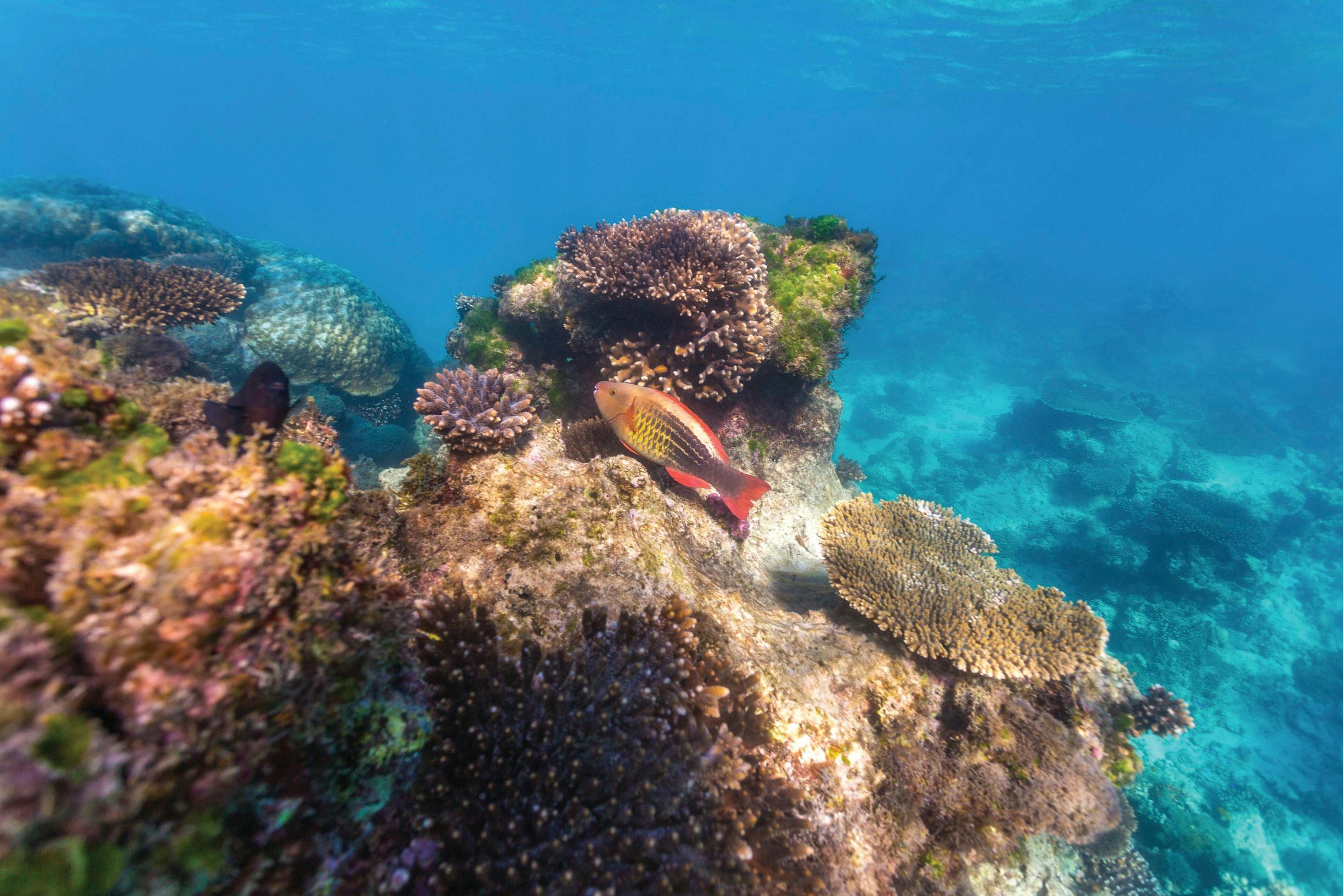 Quobba and Gnaraloo Four-Wheel-Drive Adventure, Gascoyne, Western Australia