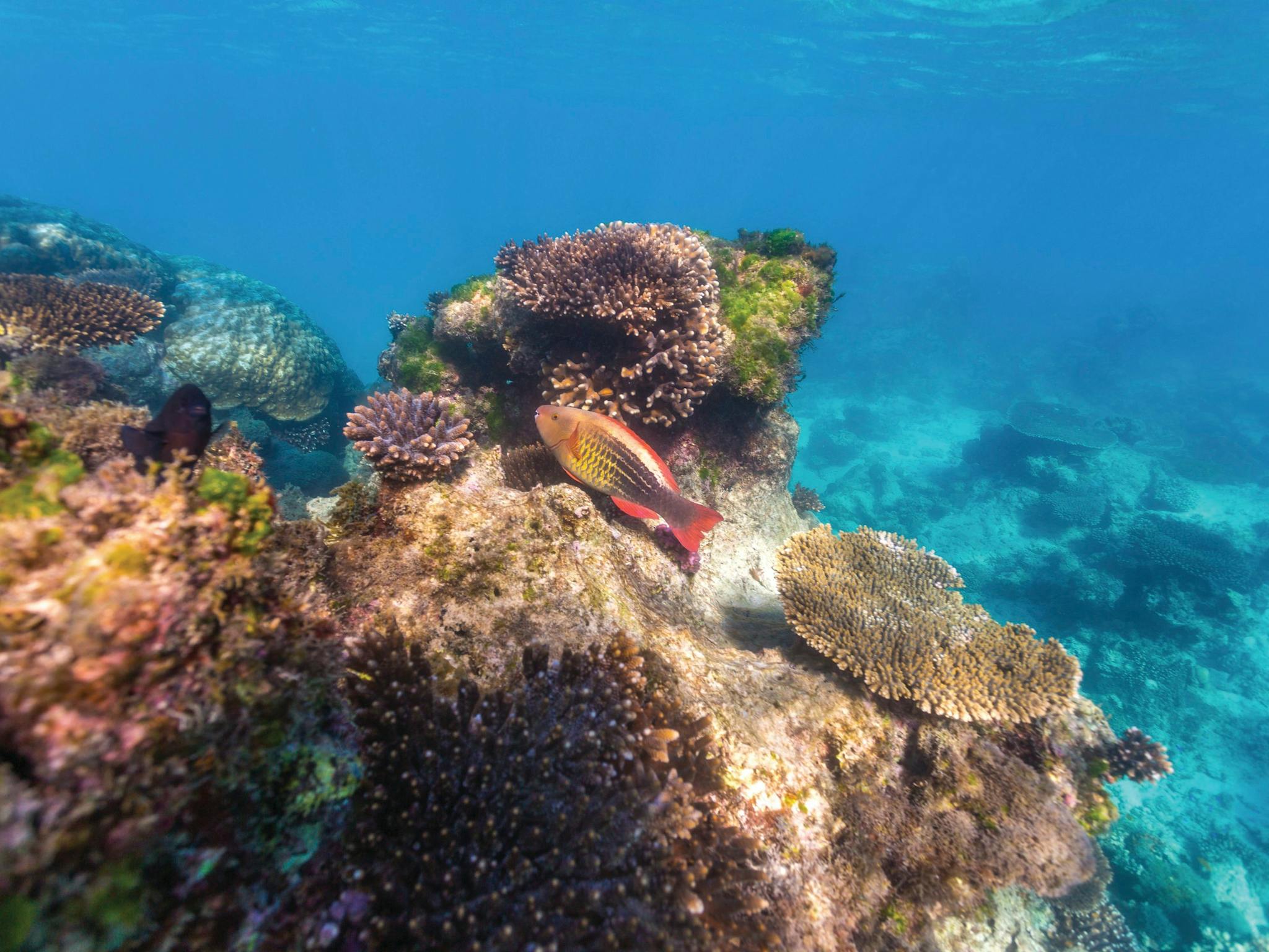 Quobba and Gnaraloo Four-Wheel-Drive Adventure, Gascoyne, Western Australia
