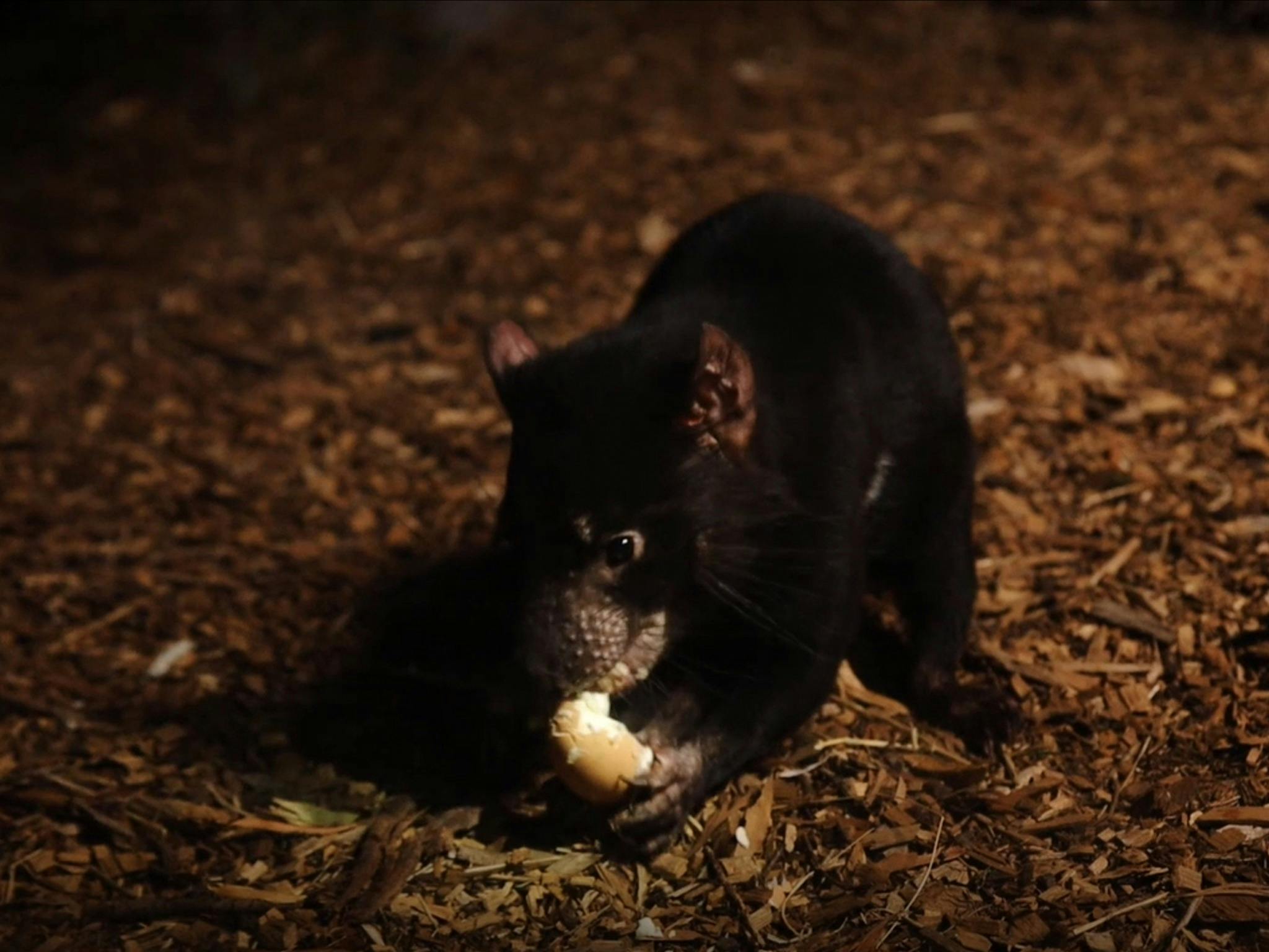 Tasmanian Devil Eating an Egg