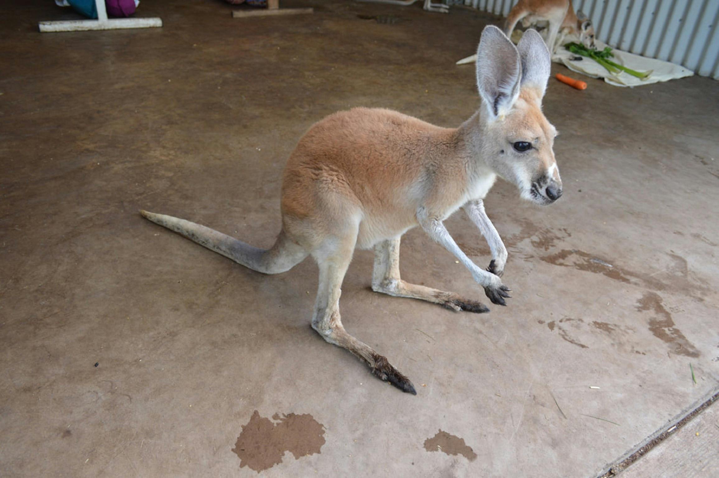 Kangaroo Haven Wildlife Rescue