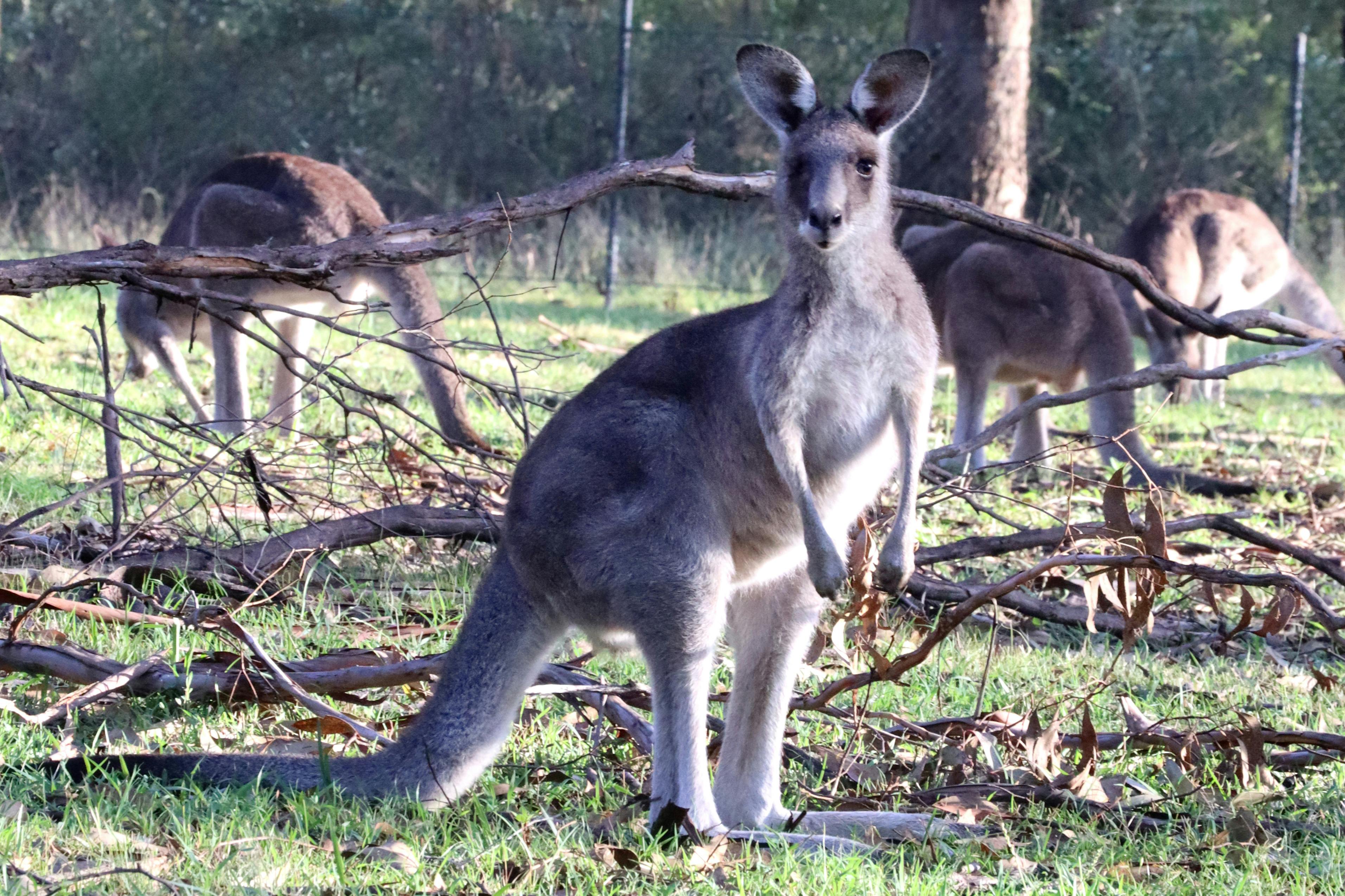 Wild Kangaroos, Koalas and a Cruise