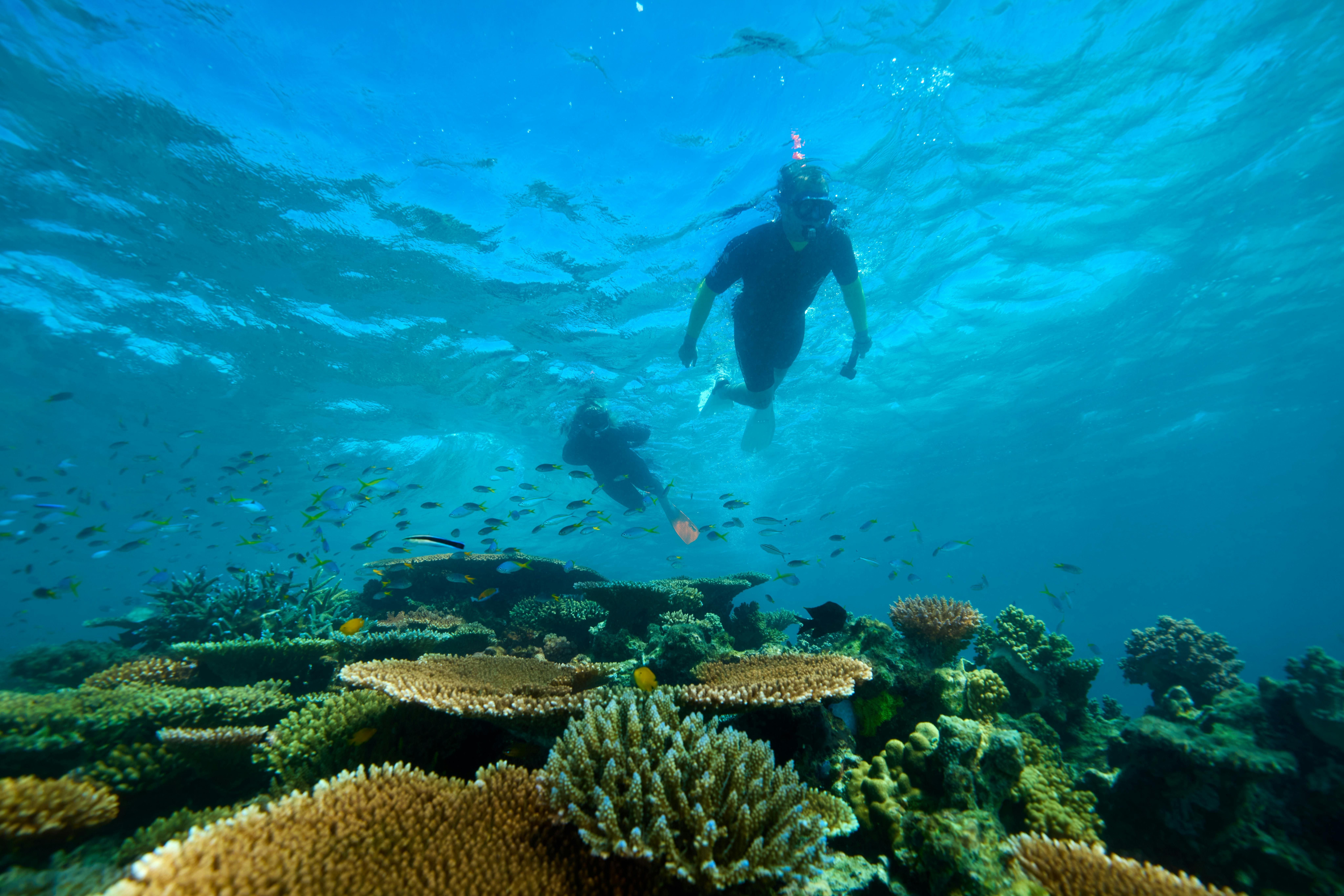 Two Snorkelers