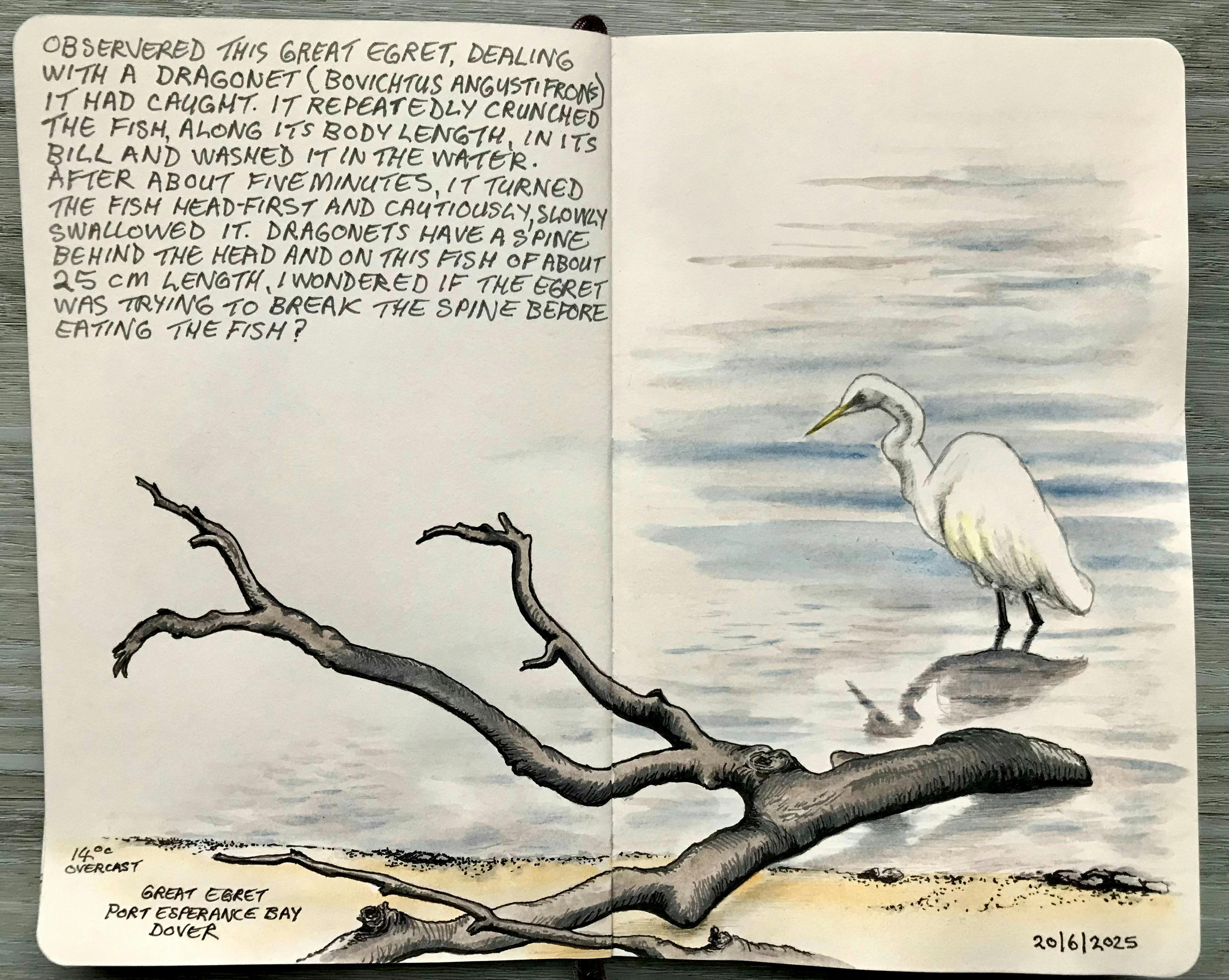 Watercolour of Great Egret and description