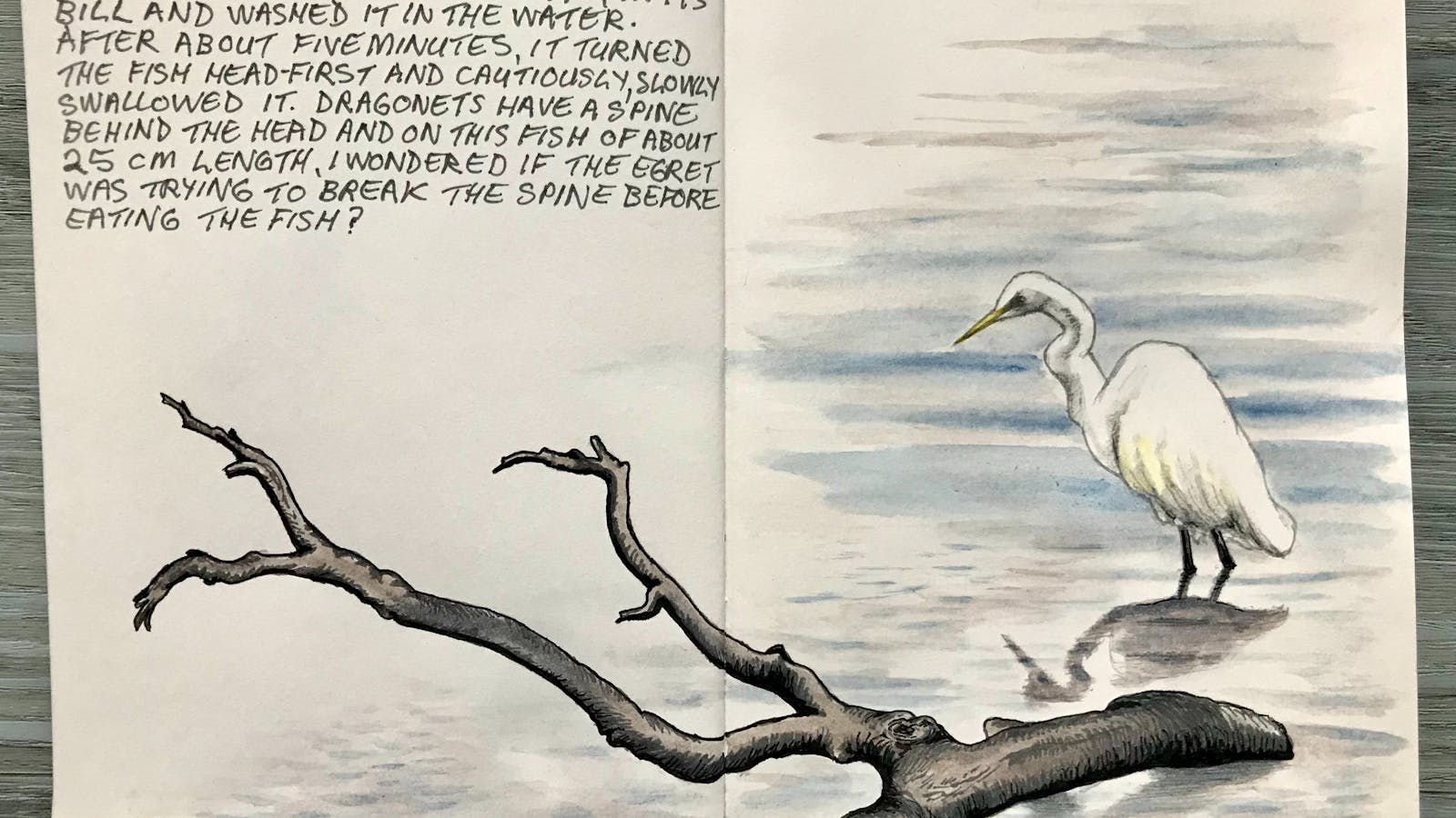 Reflection on nature in watercolour and words - Great Egret, Tasmania