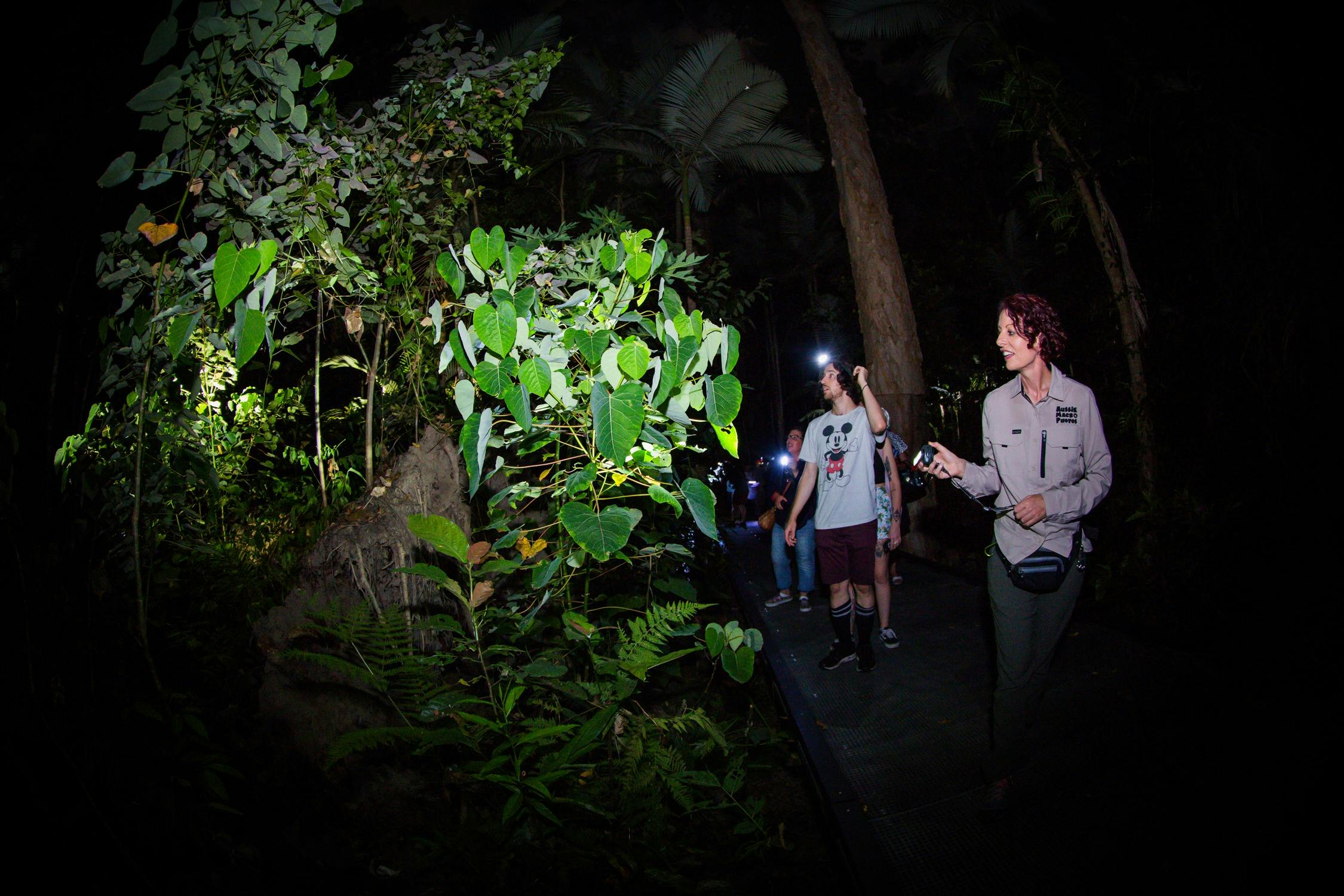 So many animals too see in the rainforest at night.