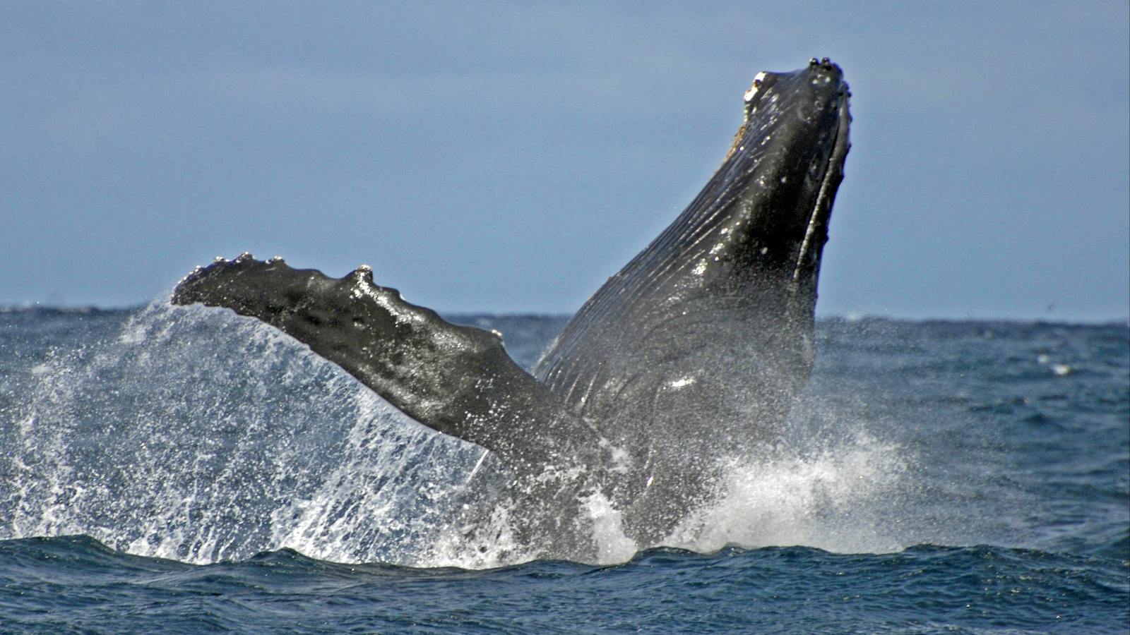 Whale watching in Port Stephens