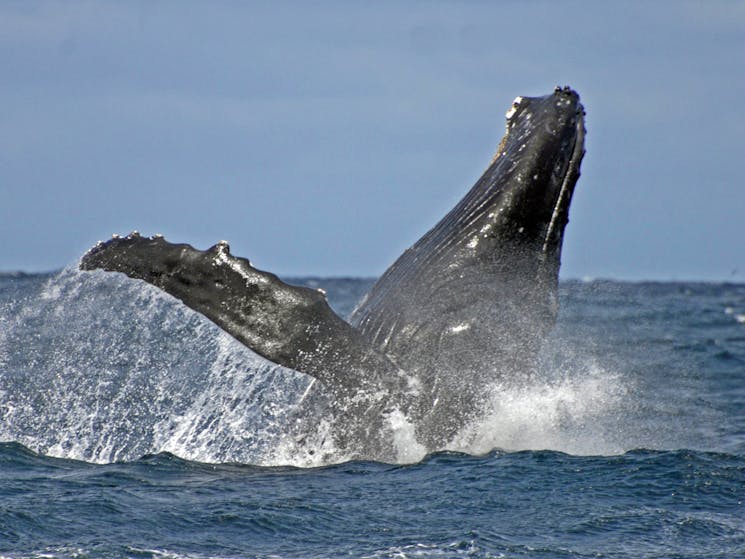 Whale watching in Port Stephens