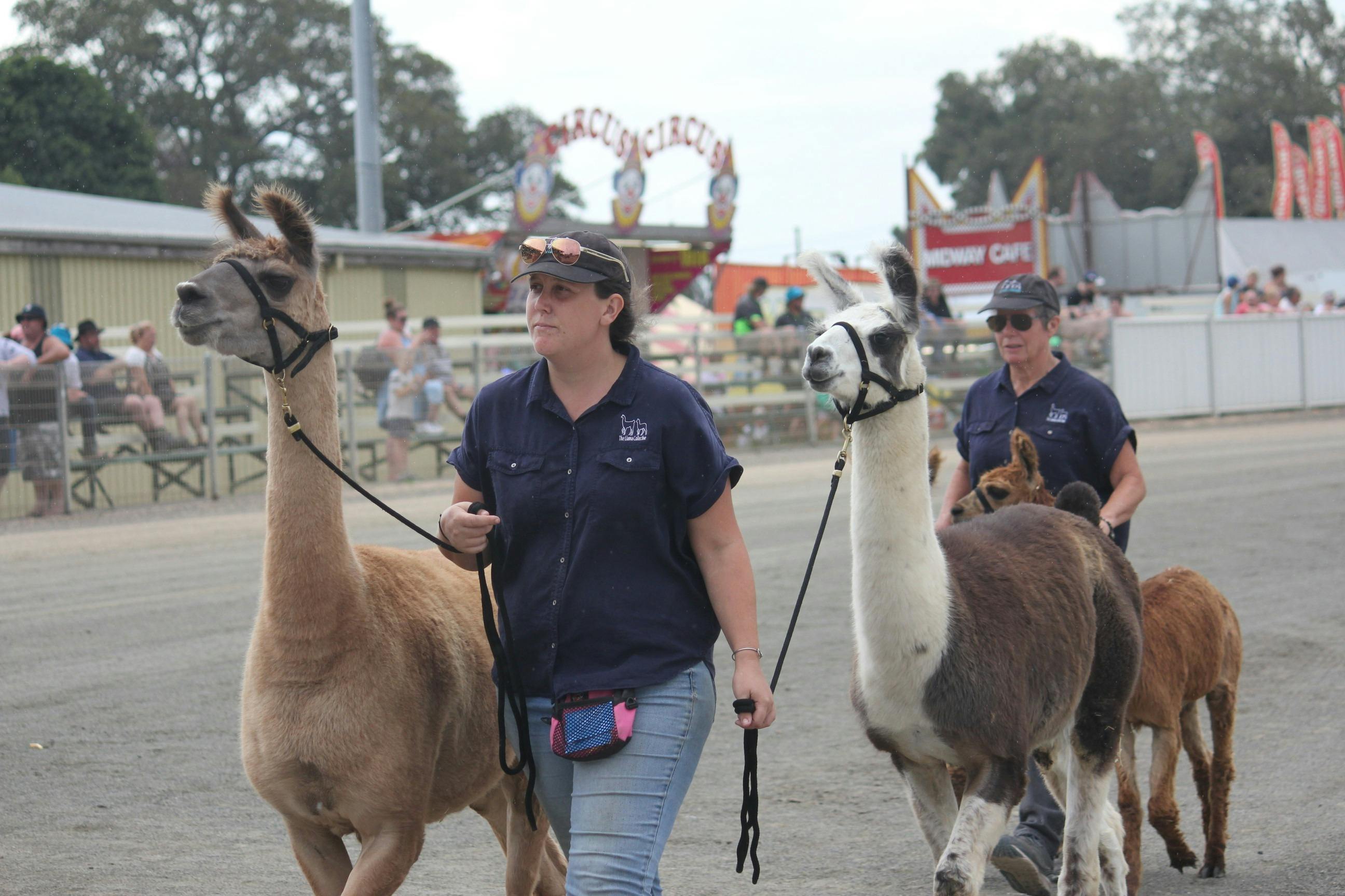 Regional Australia Bank Maitland Show
