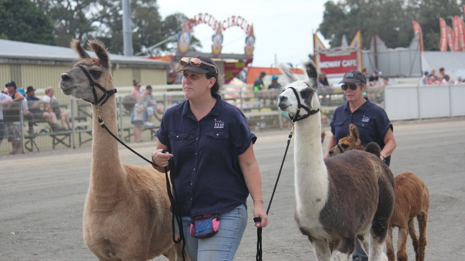 Regional Australia Bank Maitland Show