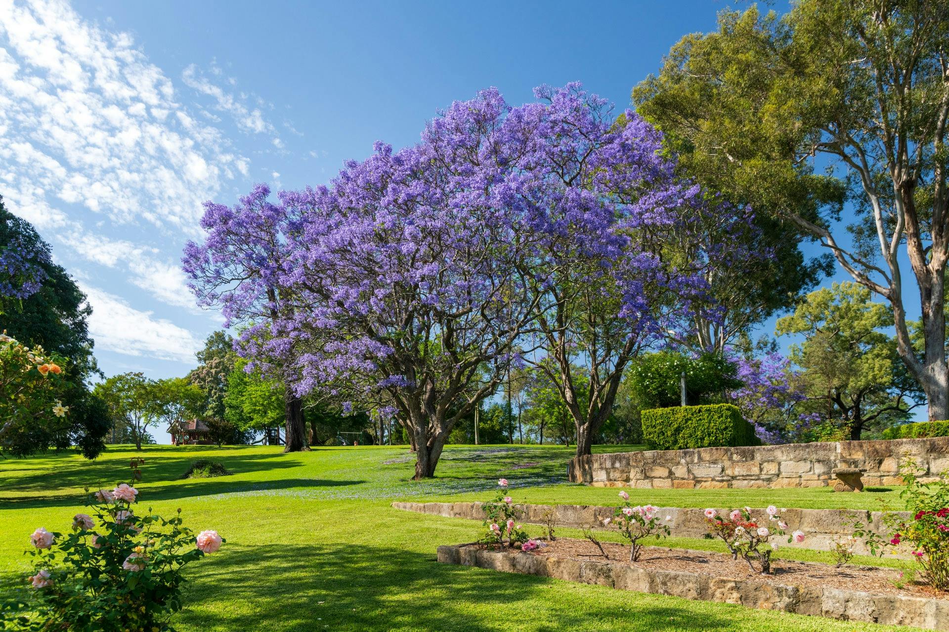 Jacaranda Tree
