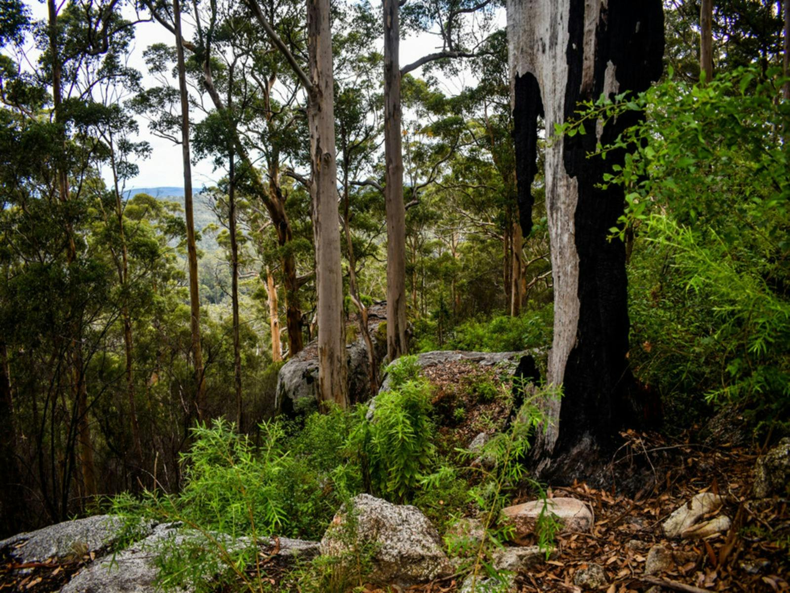 Mount Frankland National Park