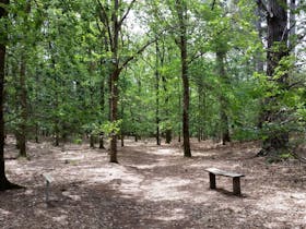 La Gerche Forest Walk – 1 hour loop