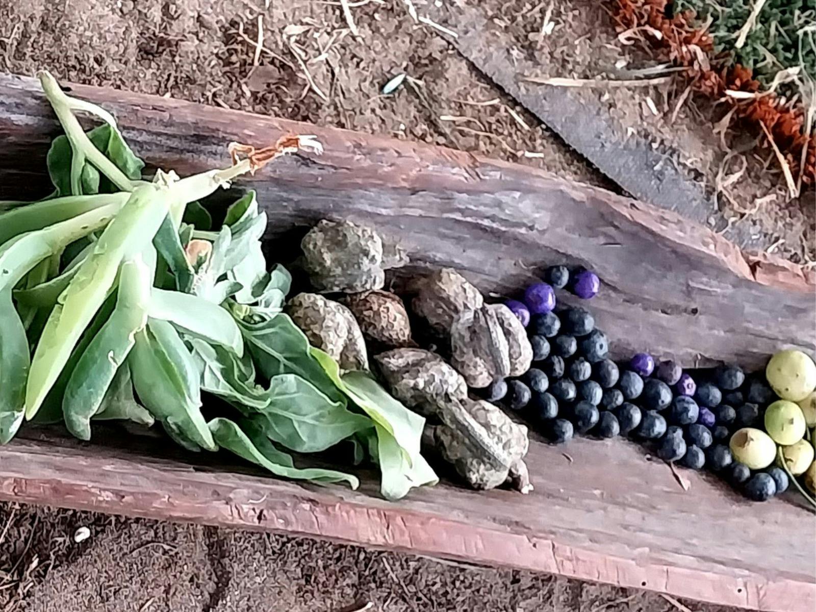 Coolamon with a collection of native food and edible weeds foraged locally