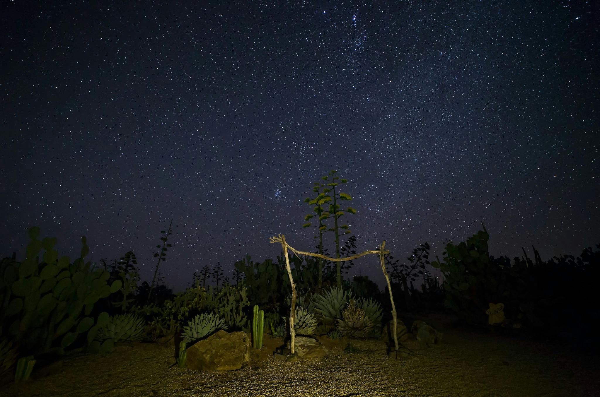 cactus galaxy