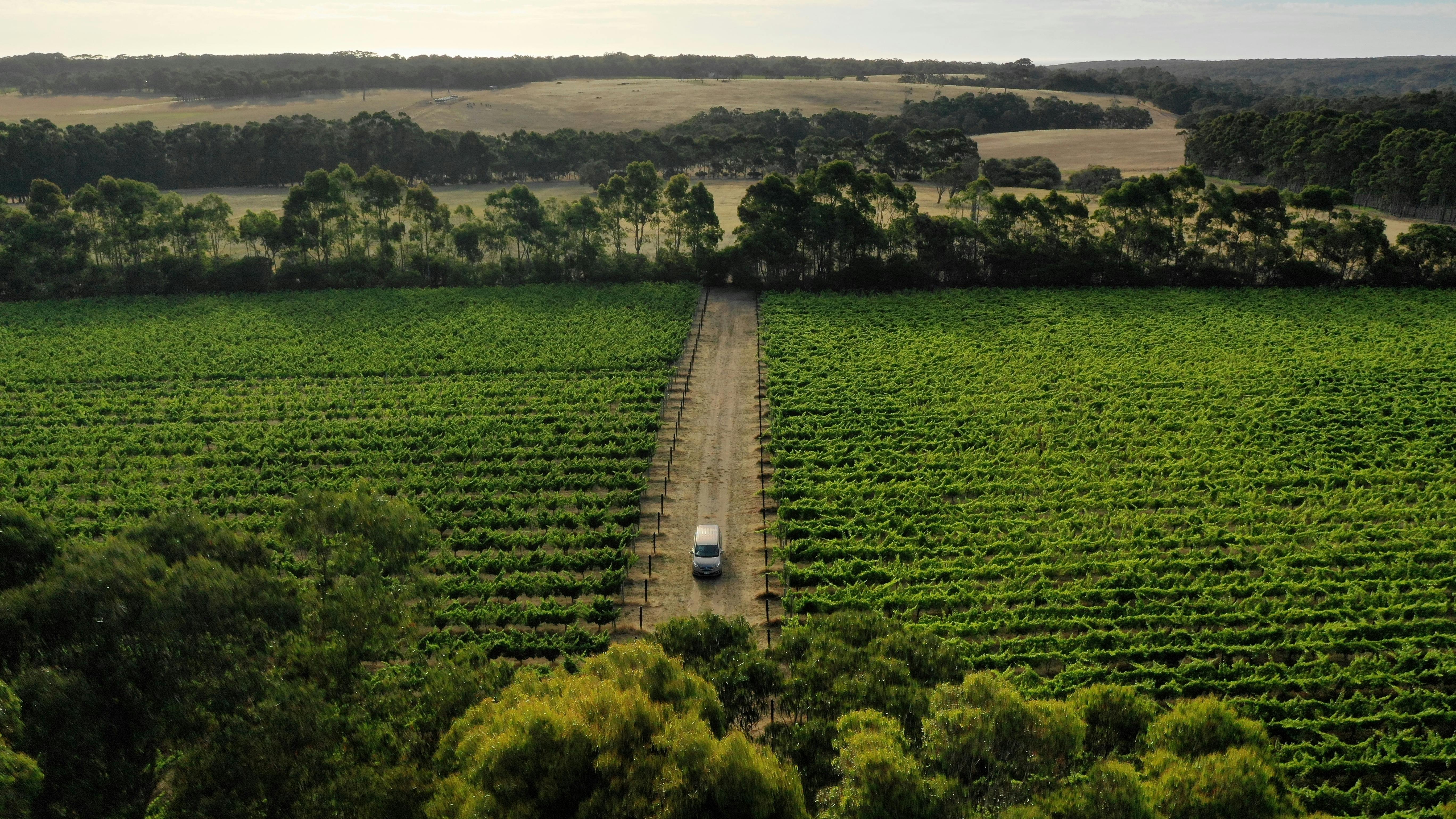 Drive along superb vineyards