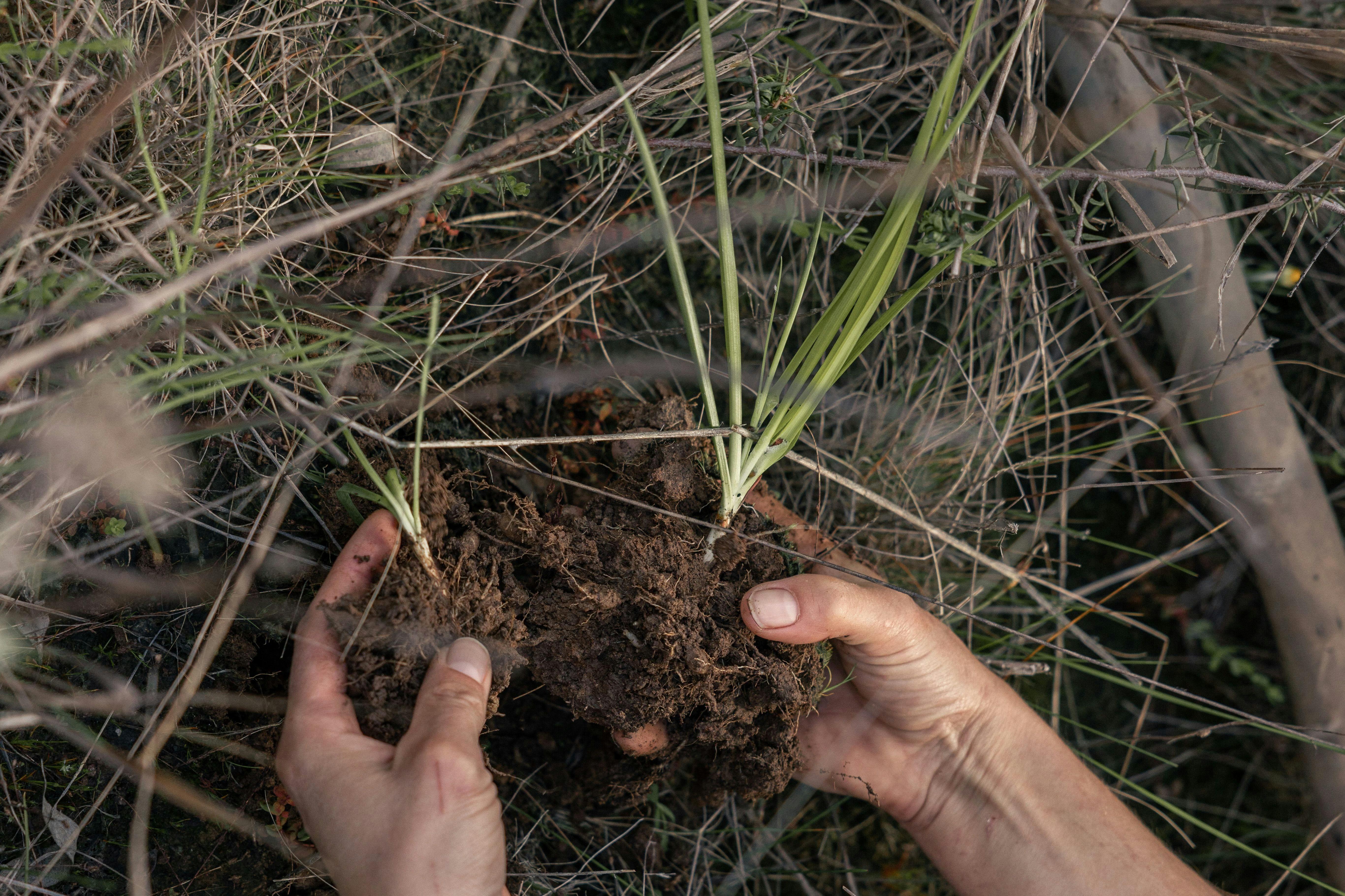 planting a tree