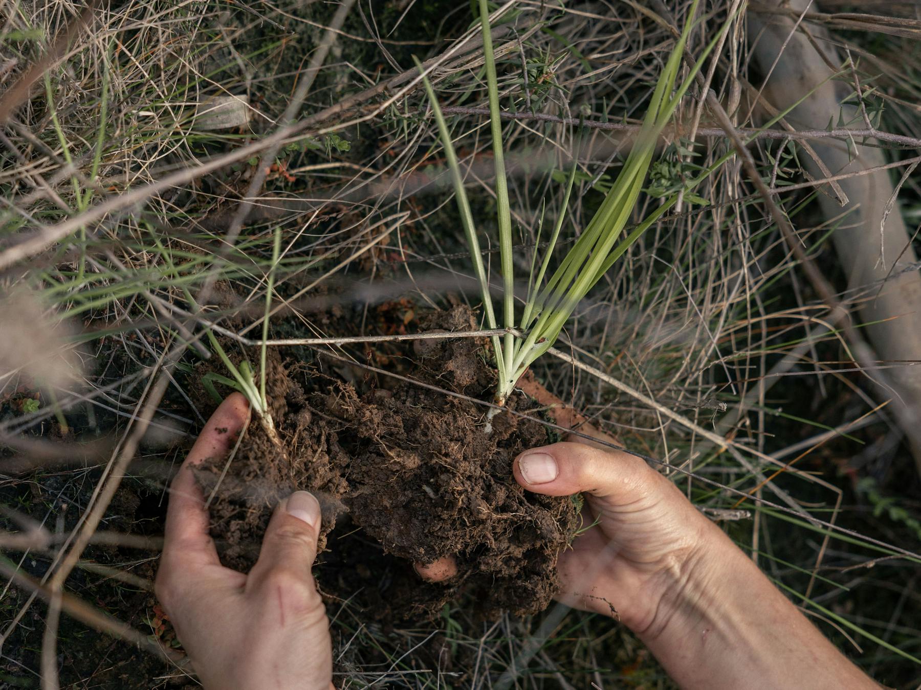 planting a tree