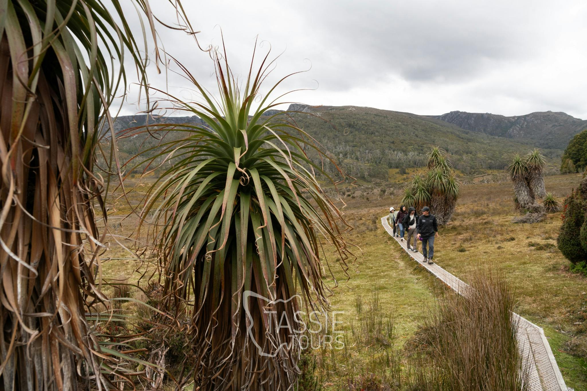 Nature Walk Cradle Mountain