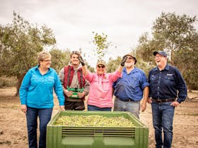 Coonawarra Experiences team with Confido Olives crew tossing fresh-picked olives in the grove