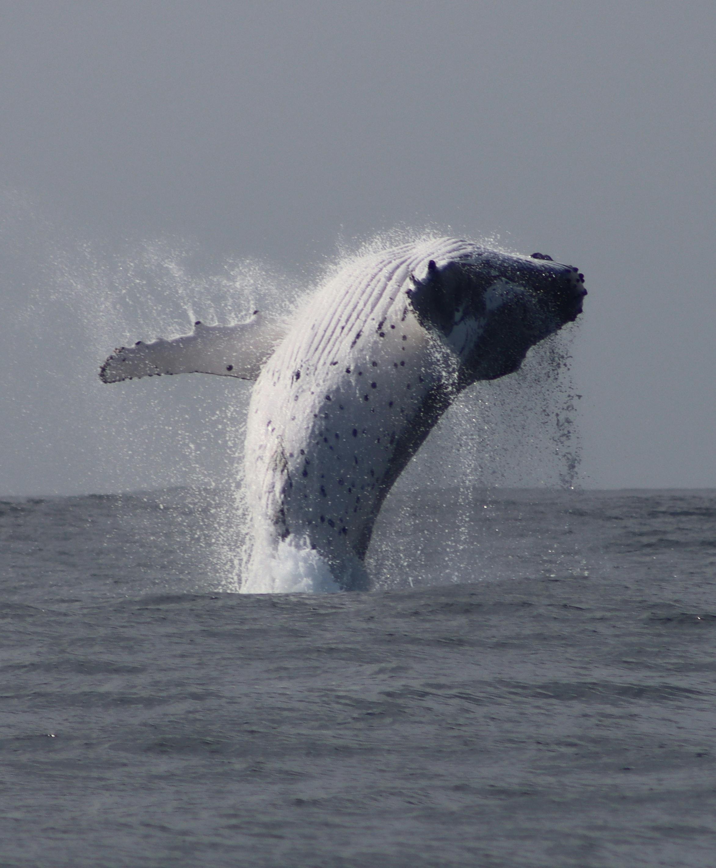 whale watching terrigal