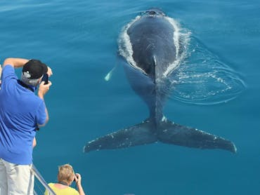 Man photographing whale from boat