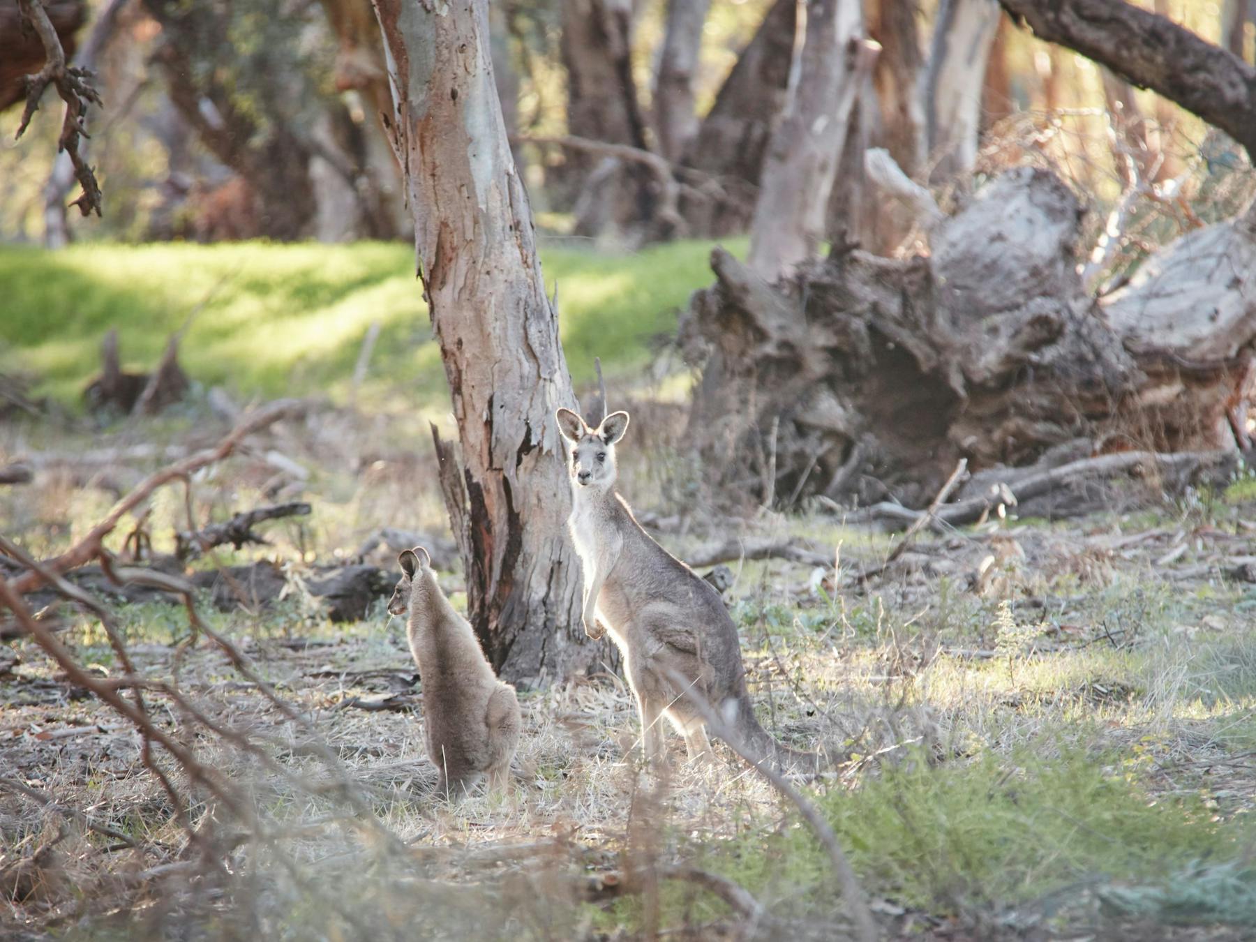Nyah Vinifera State Forest