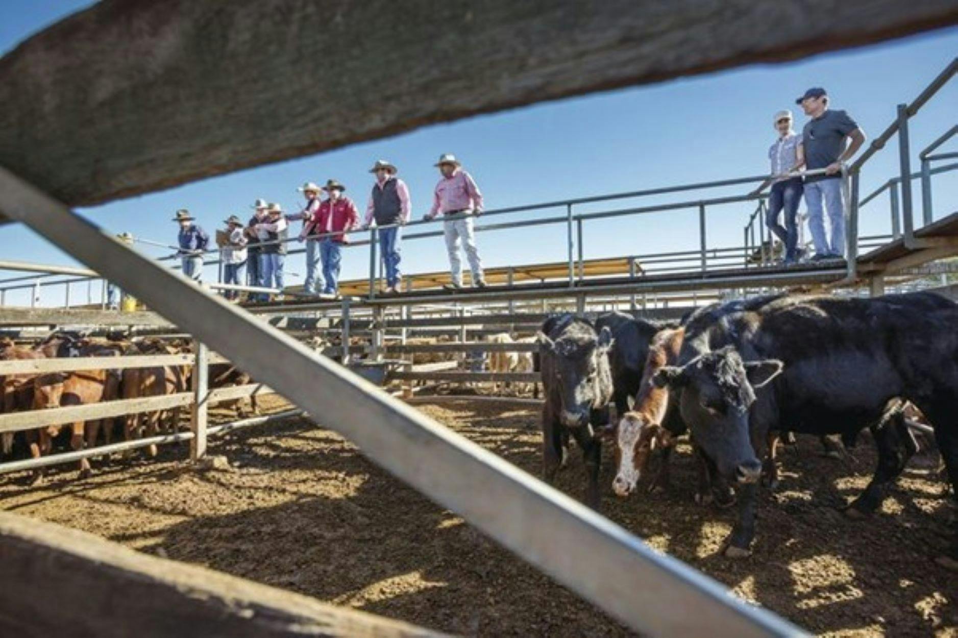 Roma Saleyards