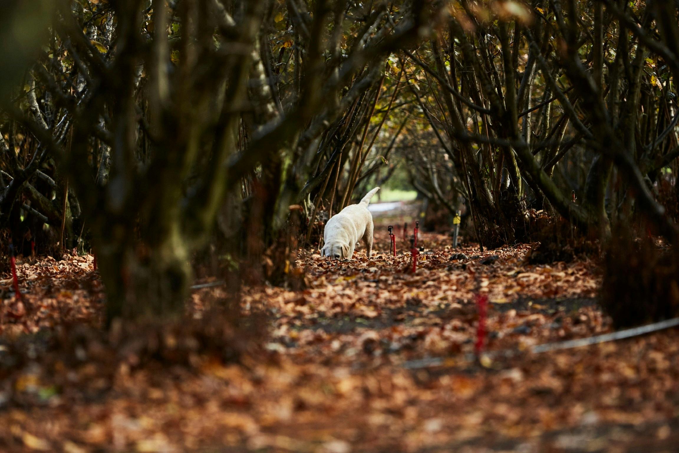 Hunting for truffles, The Truffle and Wine Company, Manjimup, Western Australia