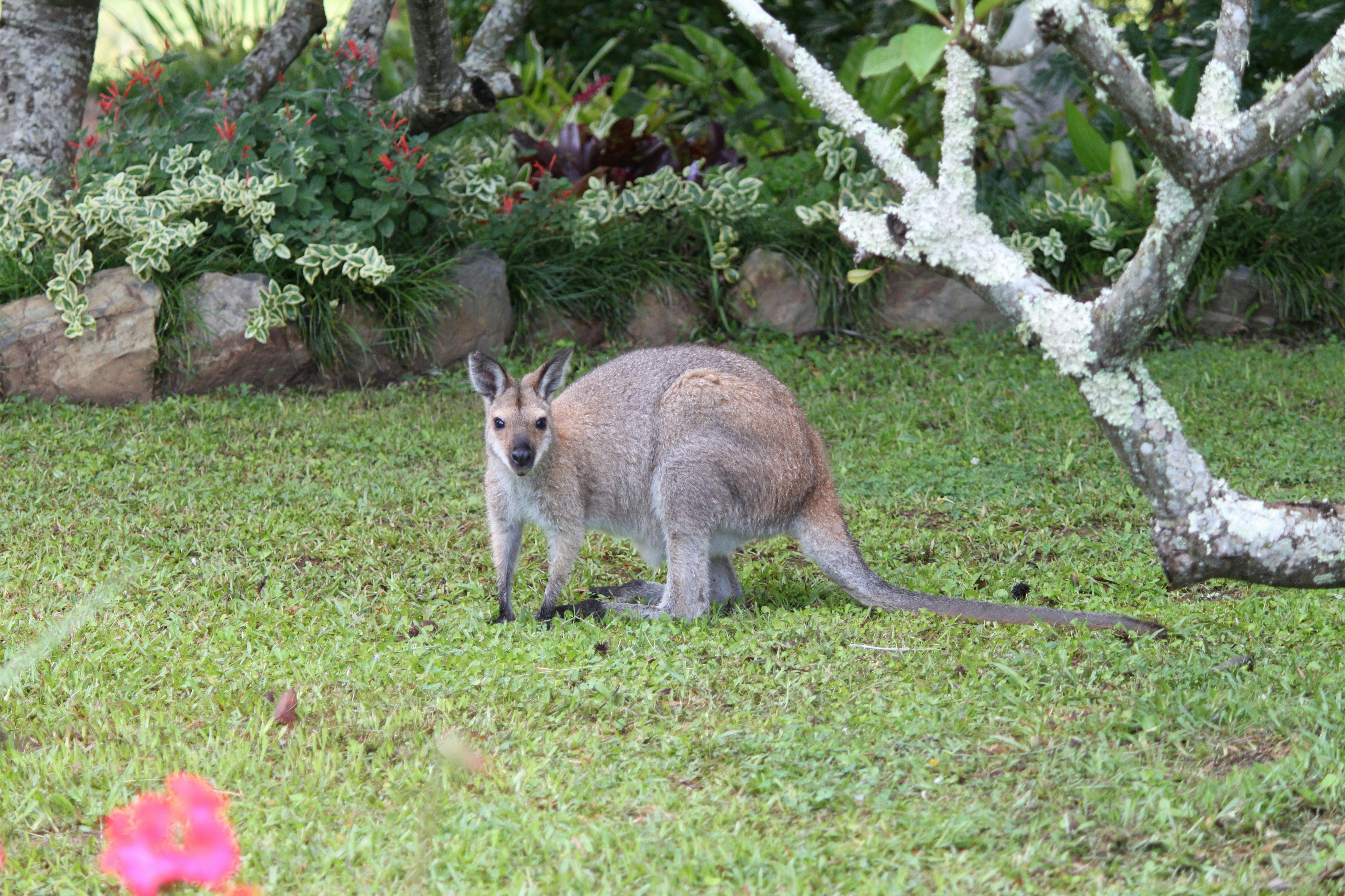 Yarrahapinni Homestead