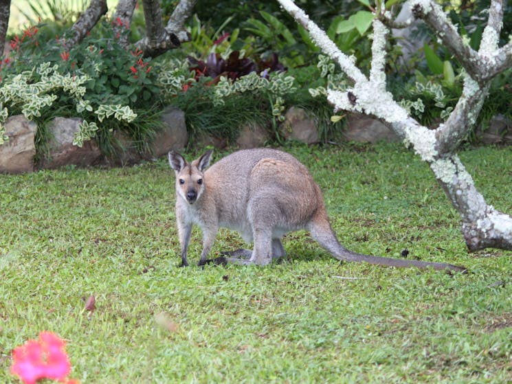 Yarrahapinni Homestead