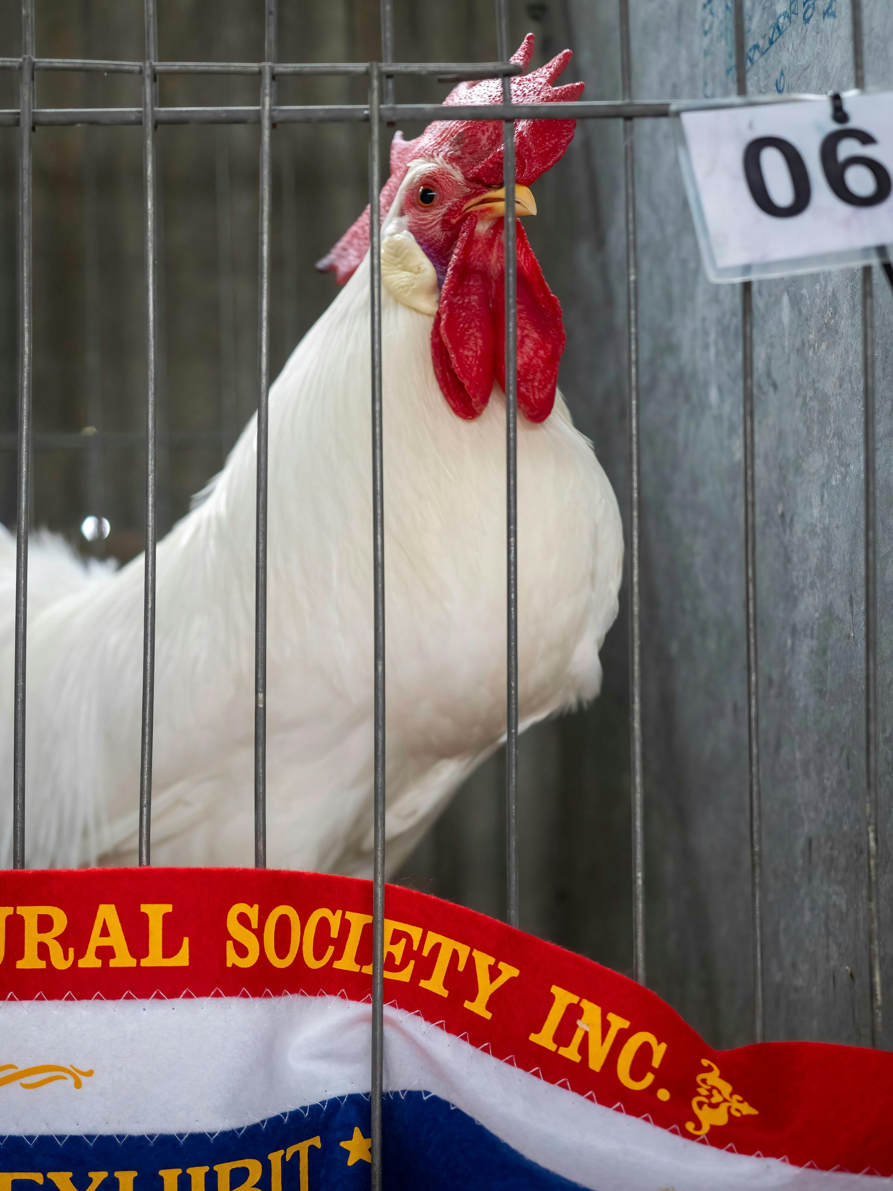 Poultry winner